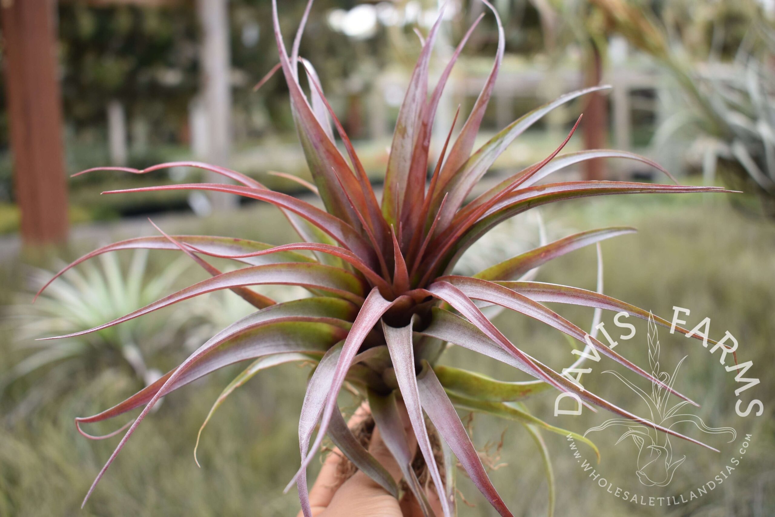 Tillandsia red abdita
