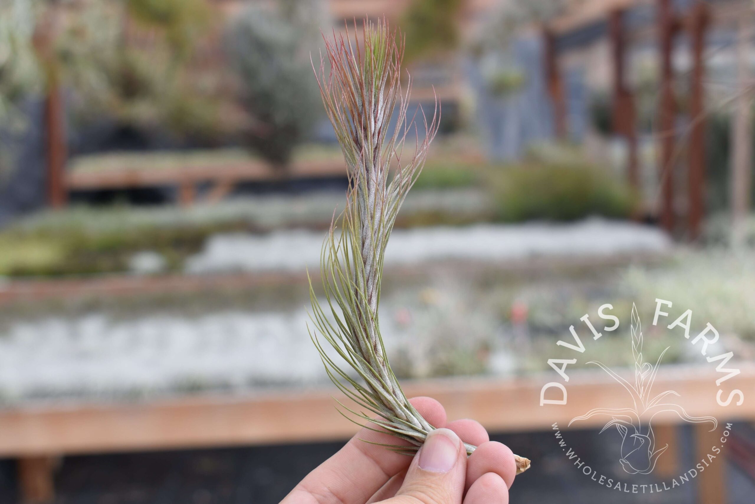 Tillandsia funckiana type 2