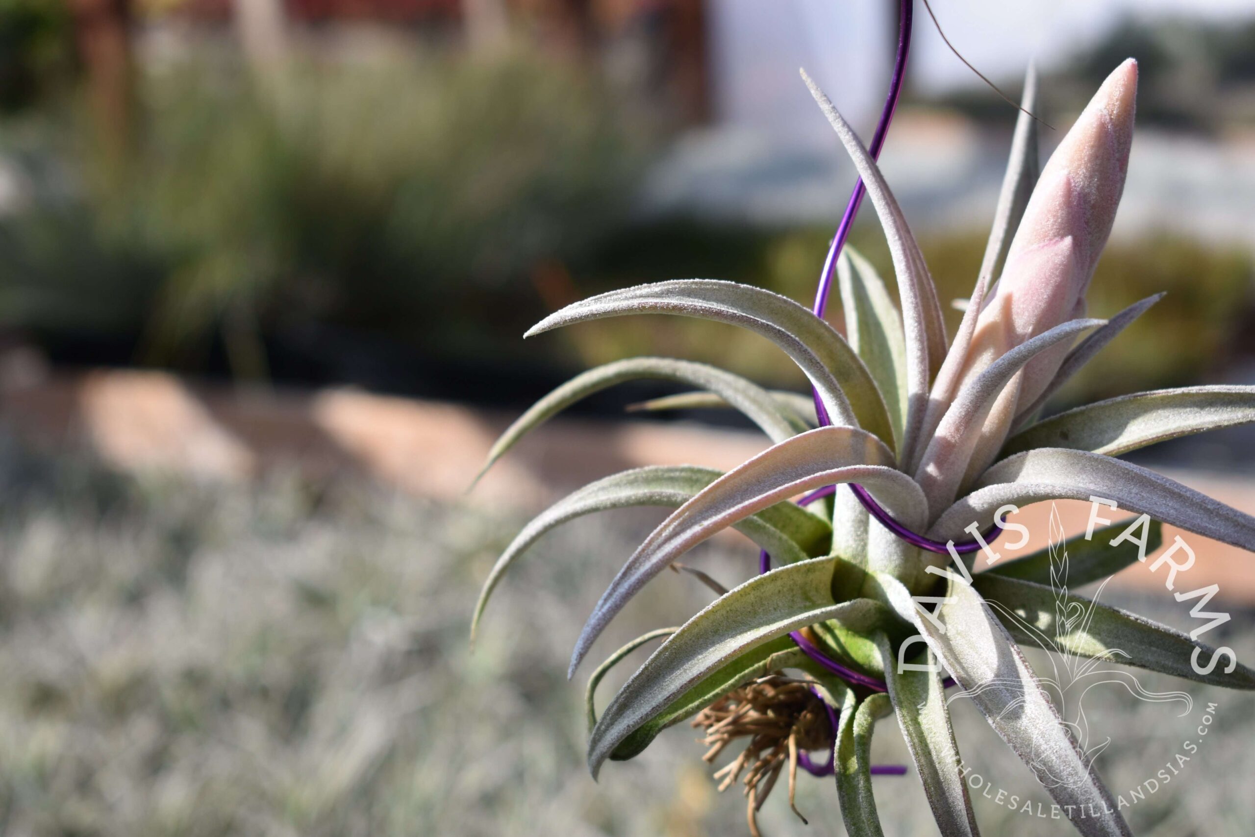 Tillandsia chiapensis