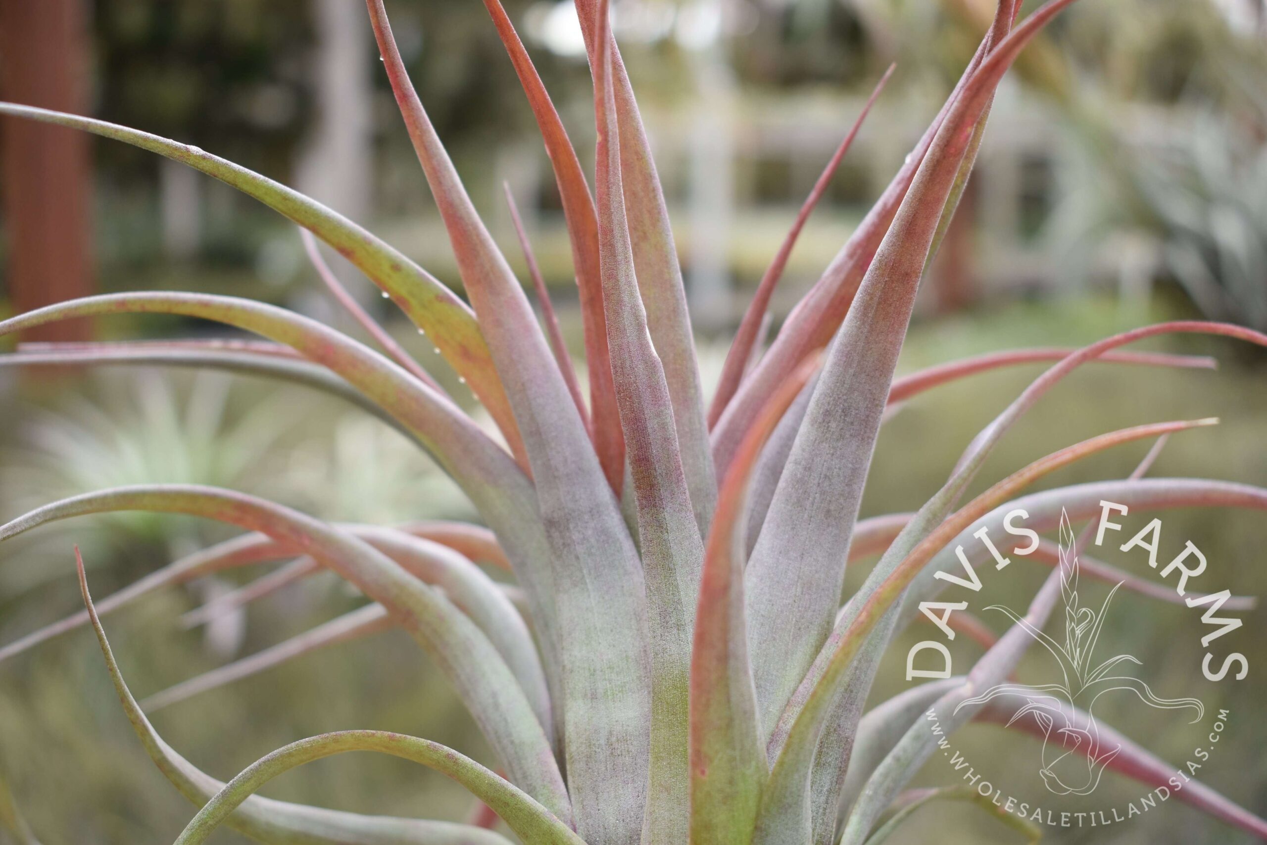 Tillandsia red abdita