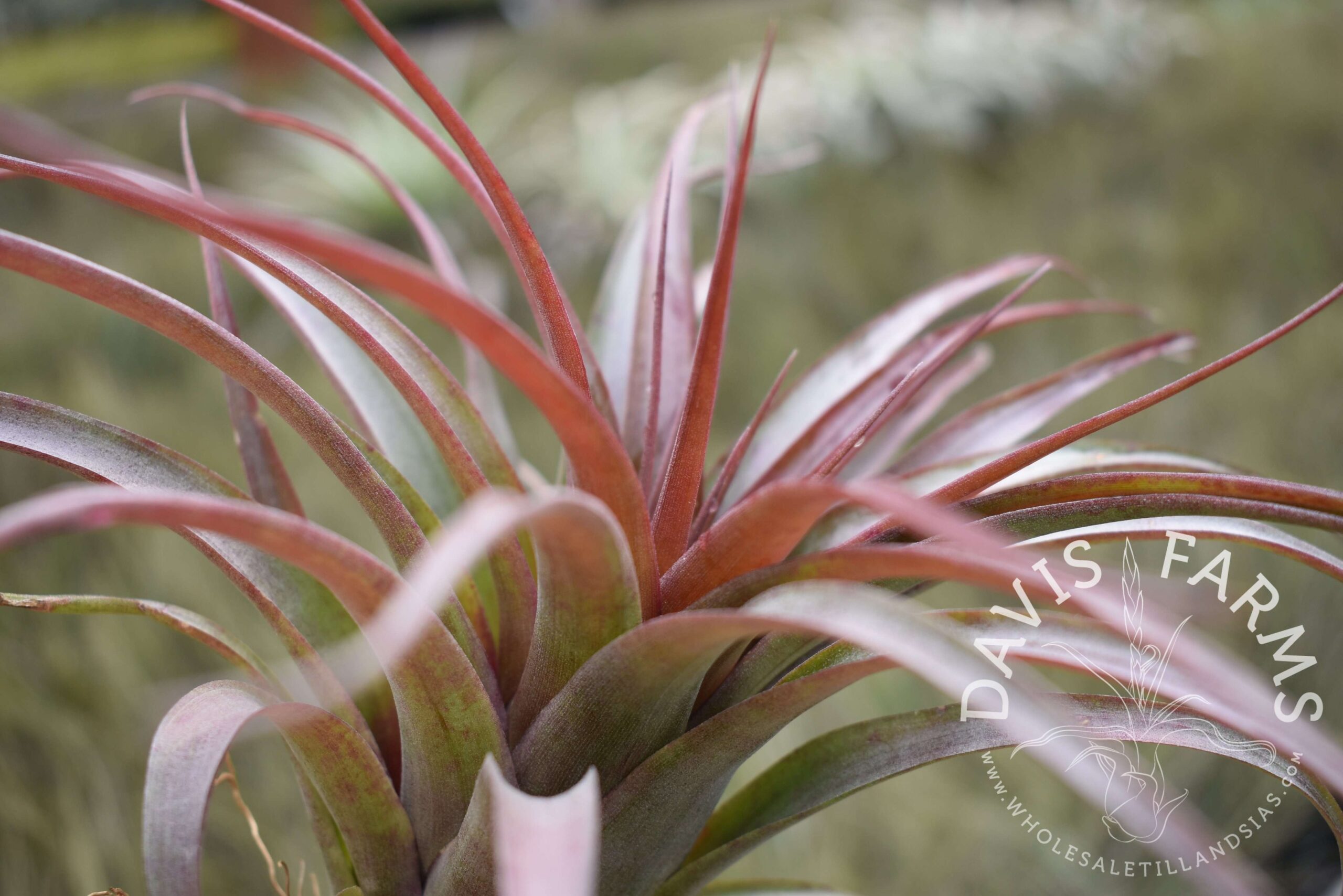 Tillandsia red abdita