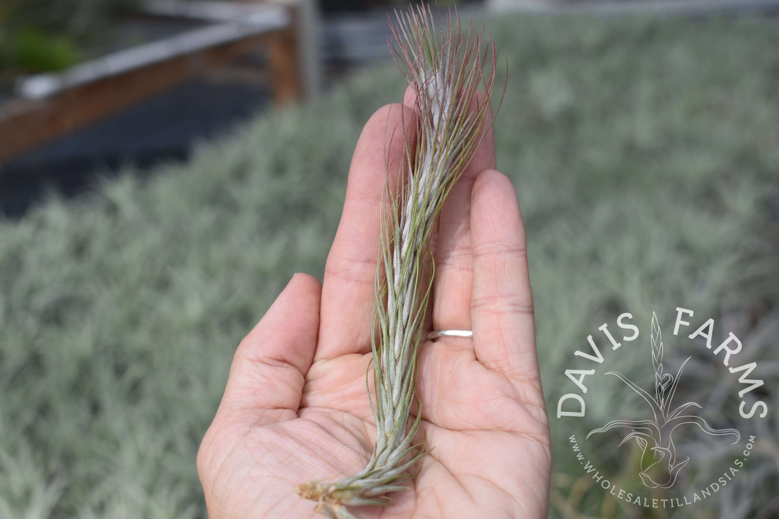 Tillandsia funckiana type 2