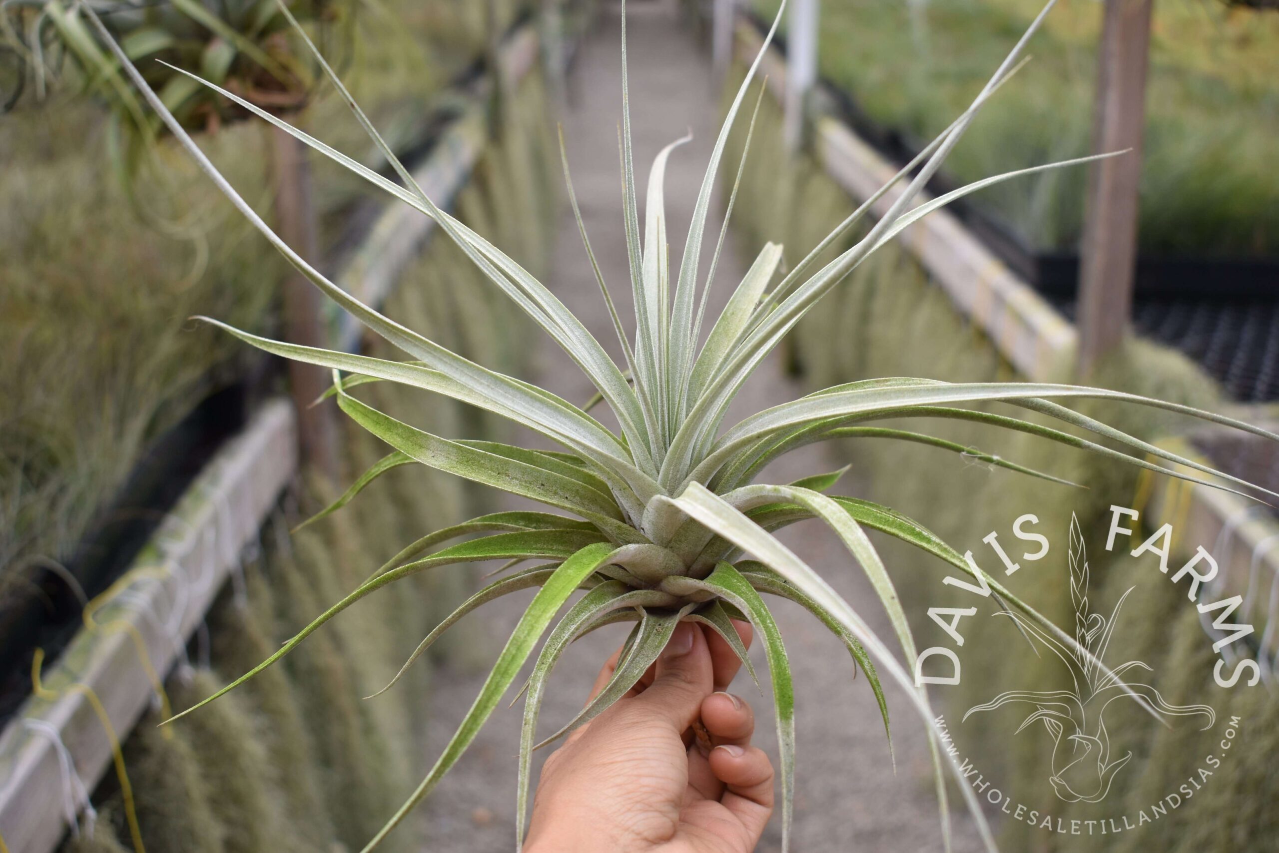 Tillandsia hitchcockiana
