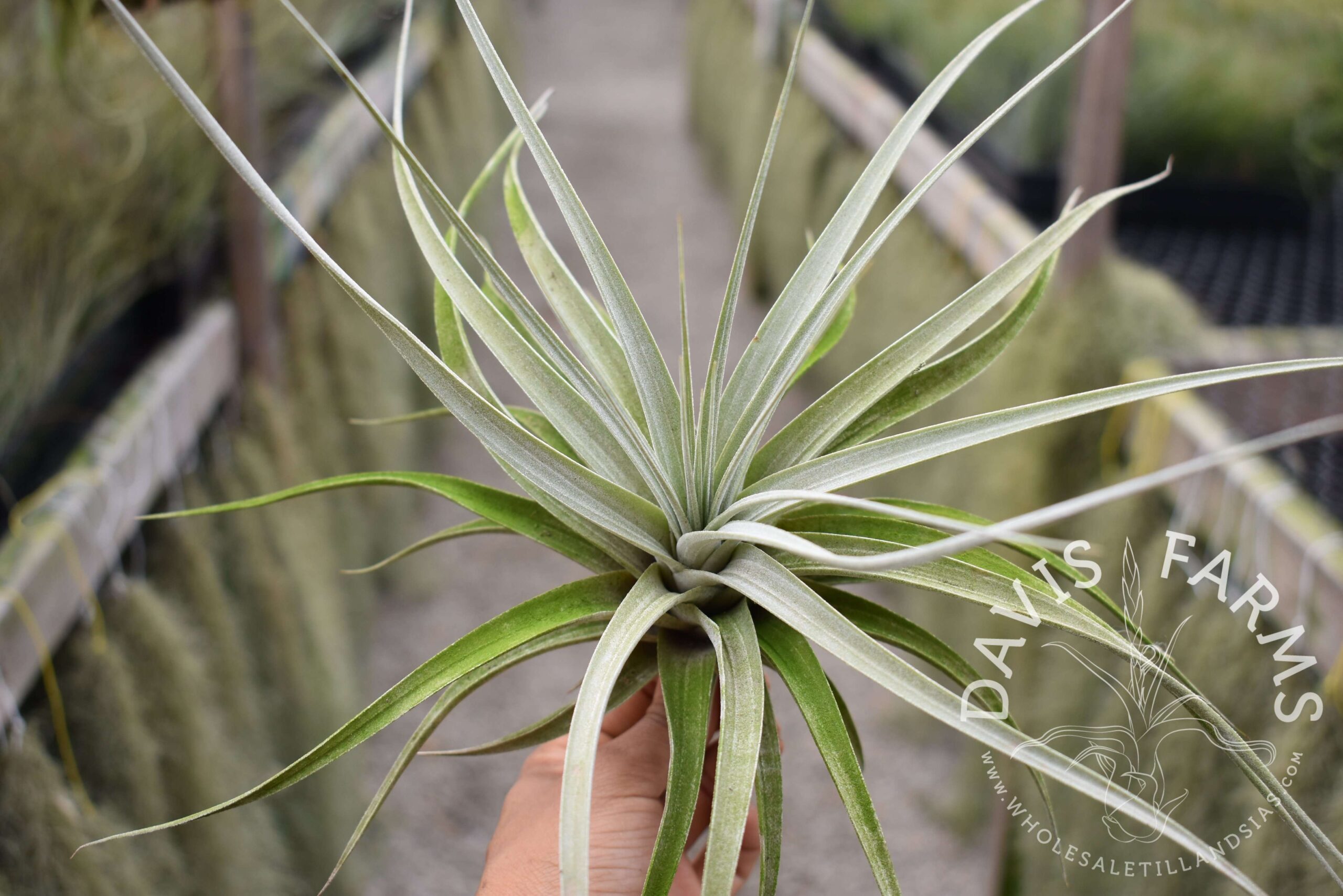 Tillandsia hitchcockiana
