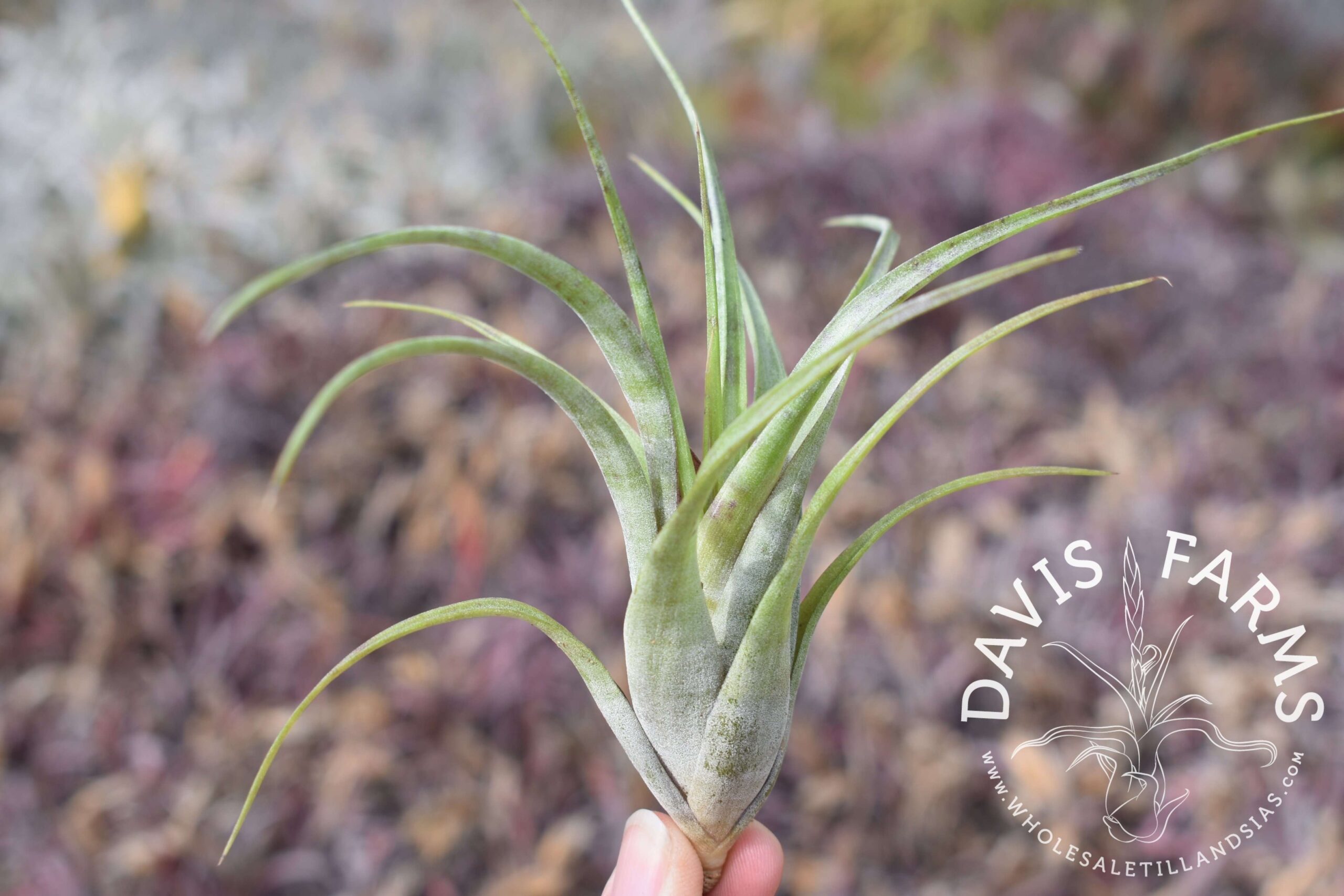Tillandsia flexuosa Southern Range