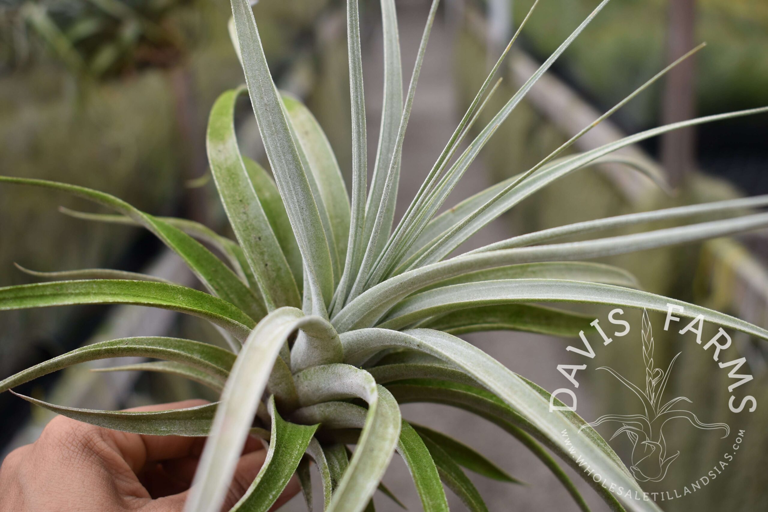 Tillandsia hitchcockiana