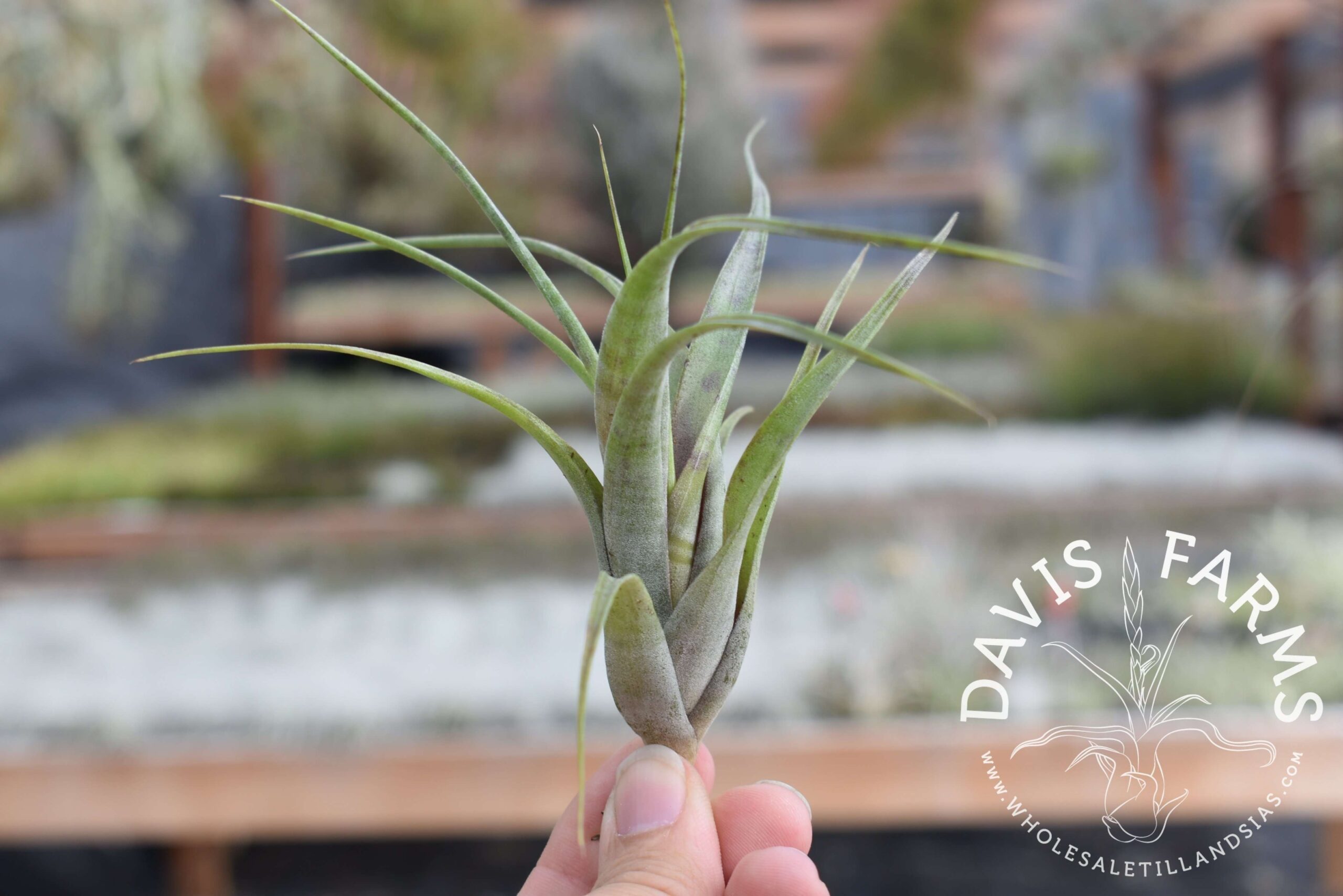 Tillandsia flexuosa Southern Range