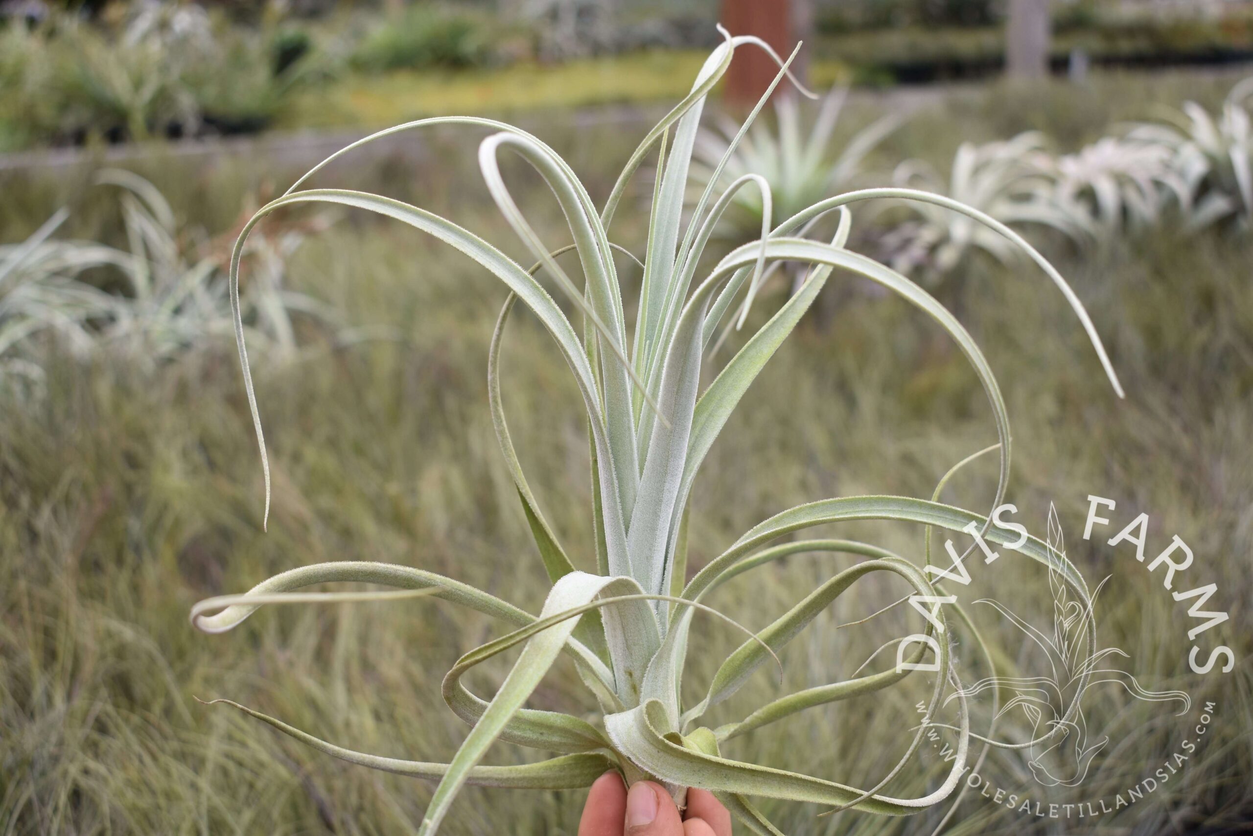 Tillandsia lorentziana