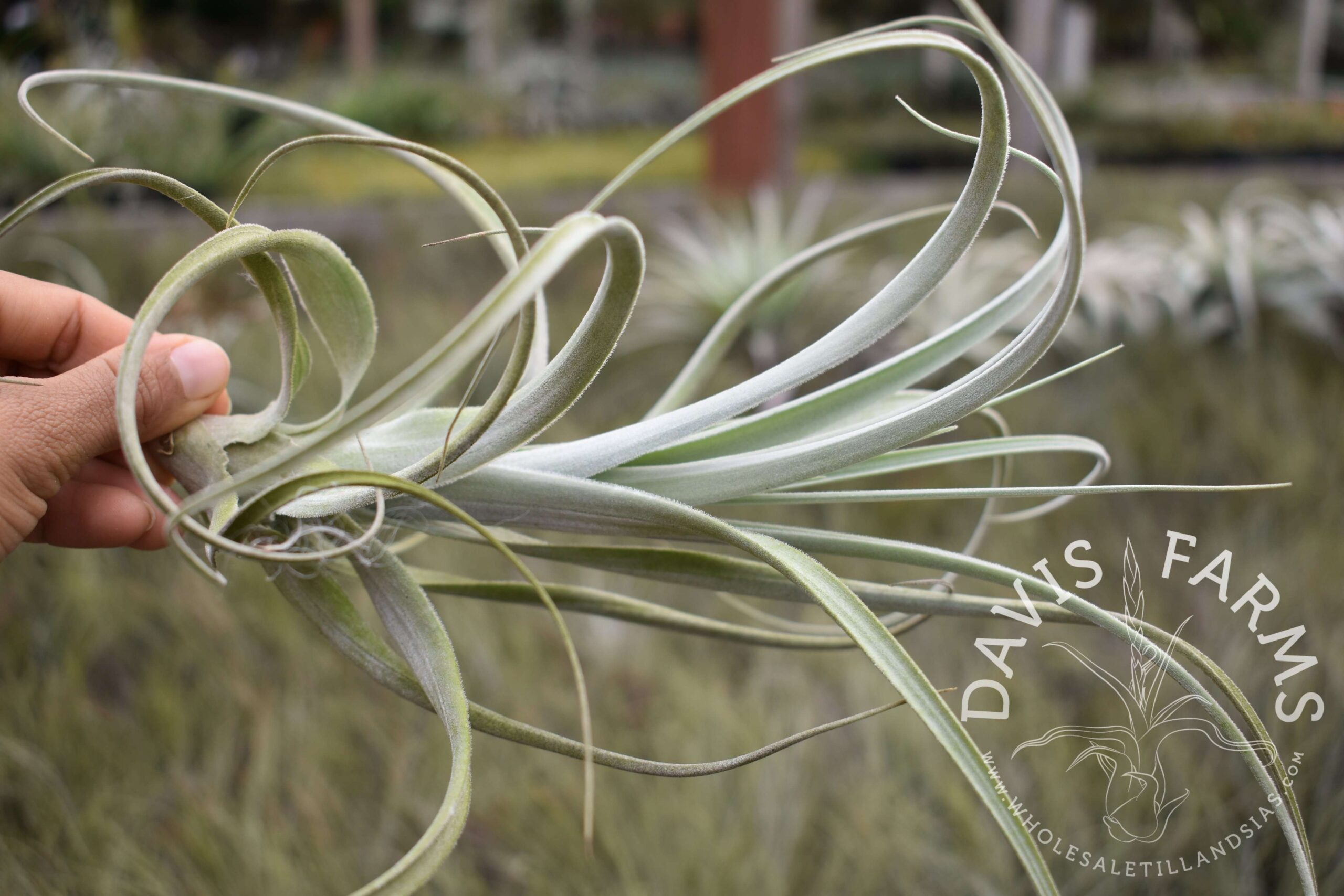 Tillandsia lorentziana