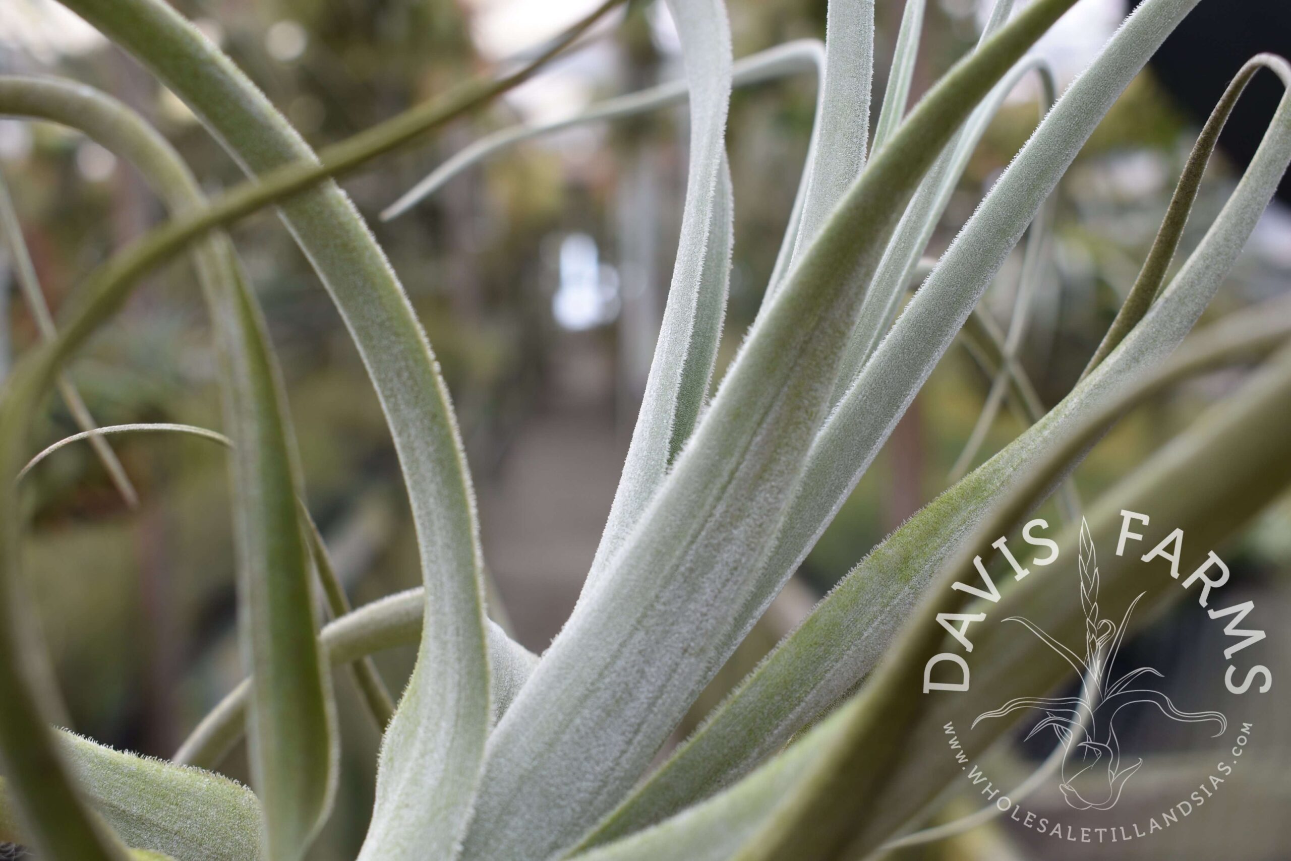 Tillandsia lorentziana