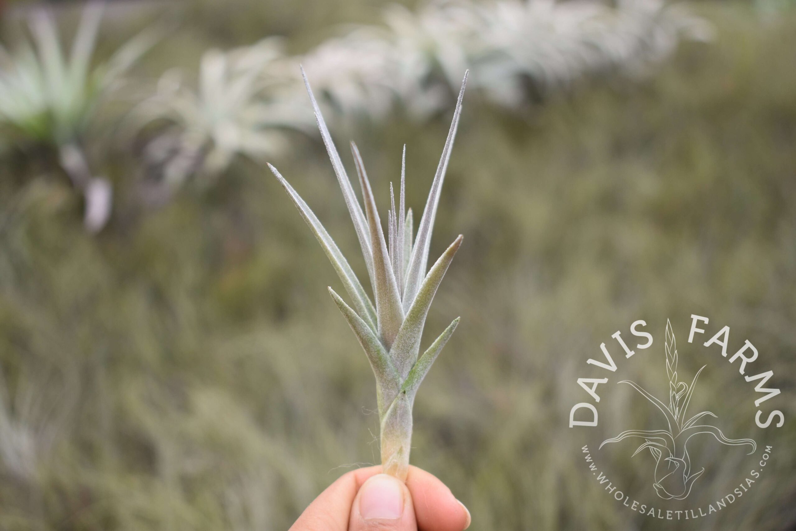 Tillandsia aeranthos purple x purpurea
