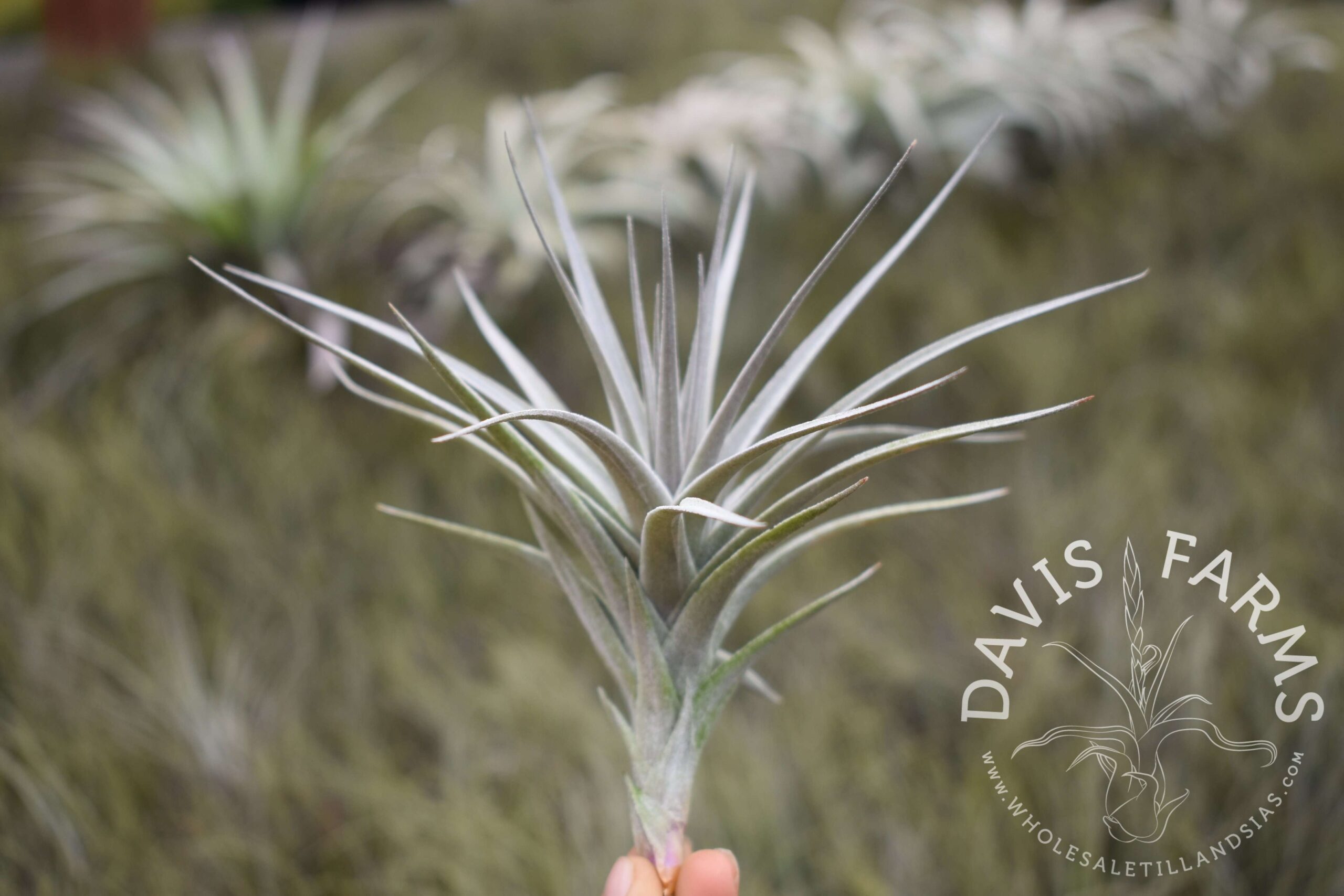 Tillandsia aeranthos purple x purpurea