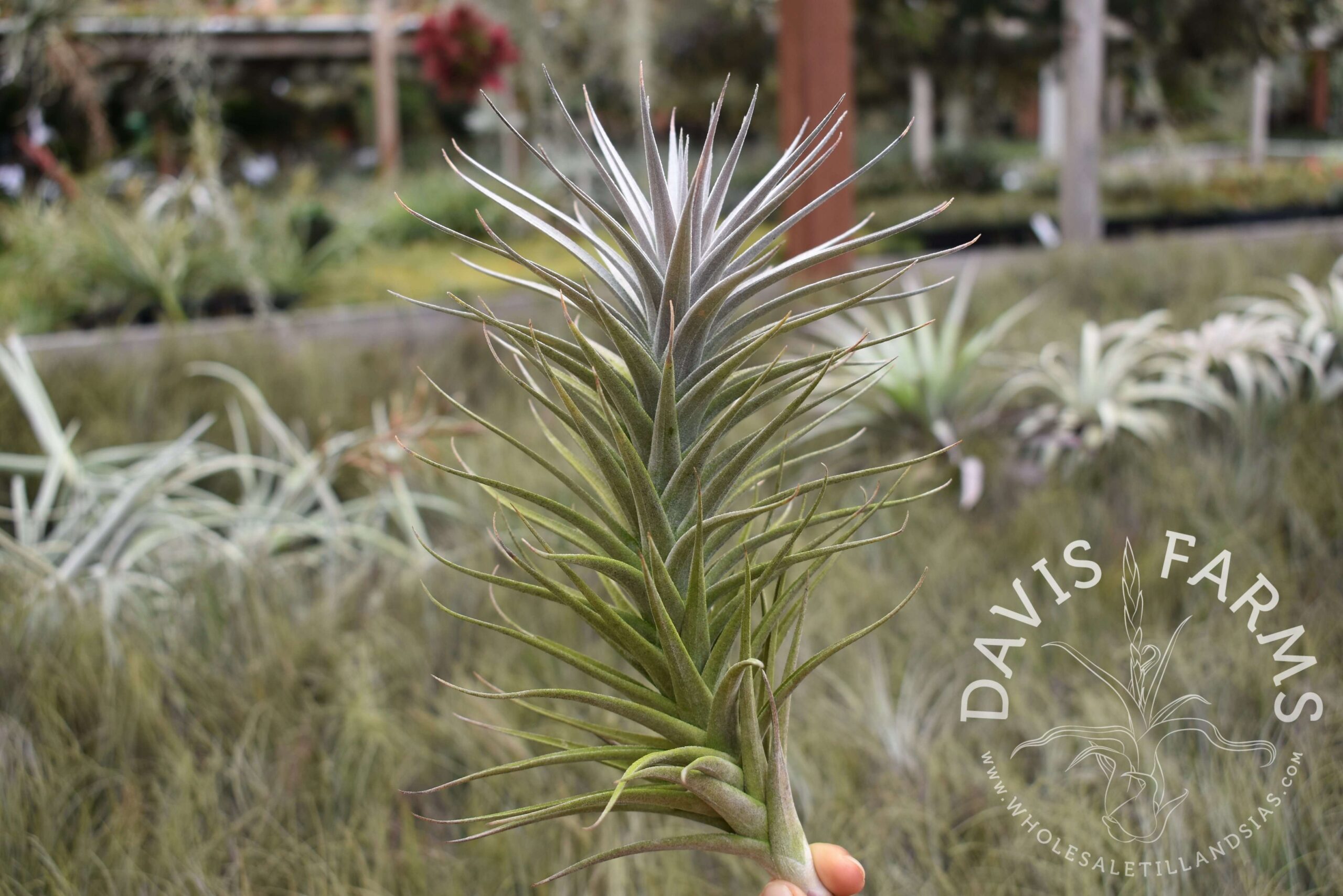 Tillandsia aeranthos purple x purpurea