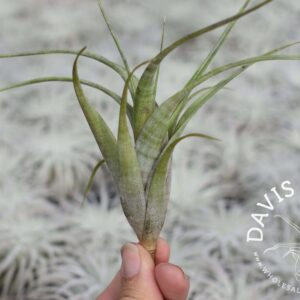 Tillandsia flexuosa Southern Range