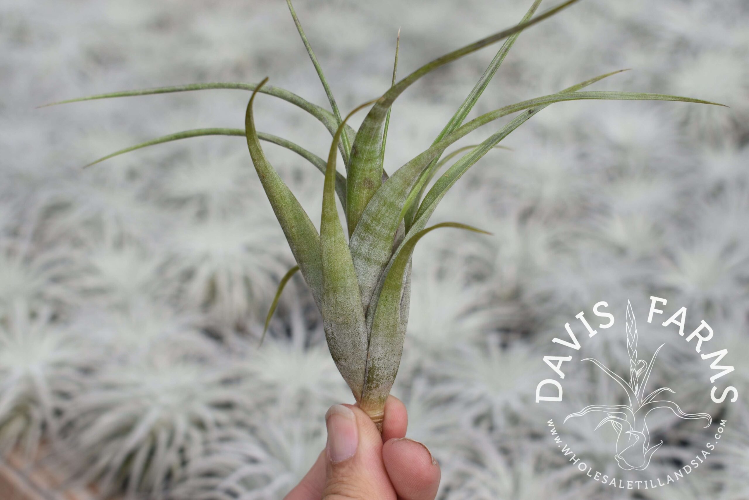 Tillandsia flexuosa Southern Range