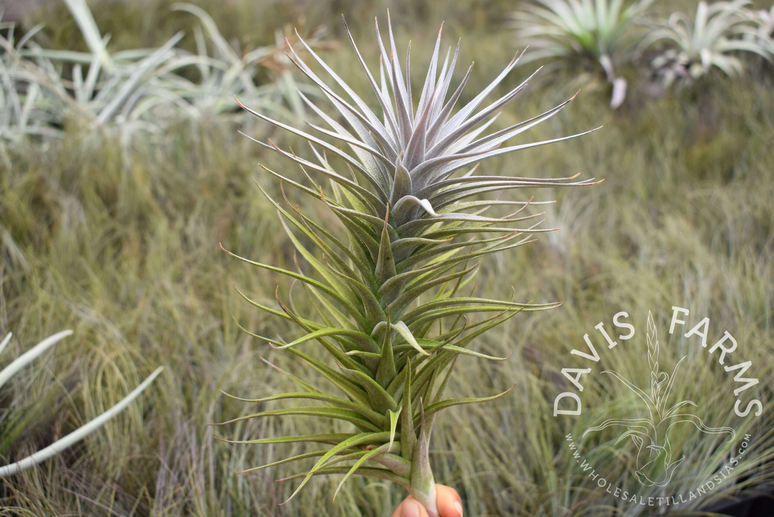 Tillandsia aeranthos purple x purpurea