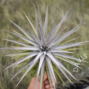 Tillandsia aeranthos purple x purpurea