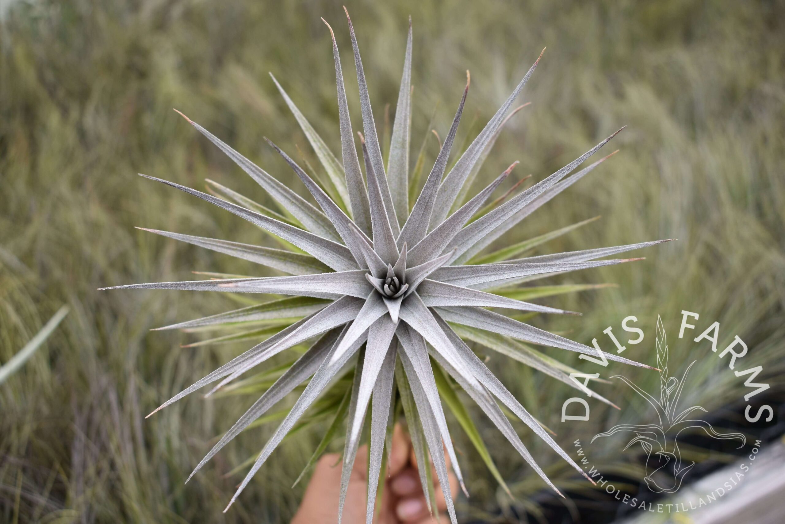 Tillandsia aeranthos purple x purpurea