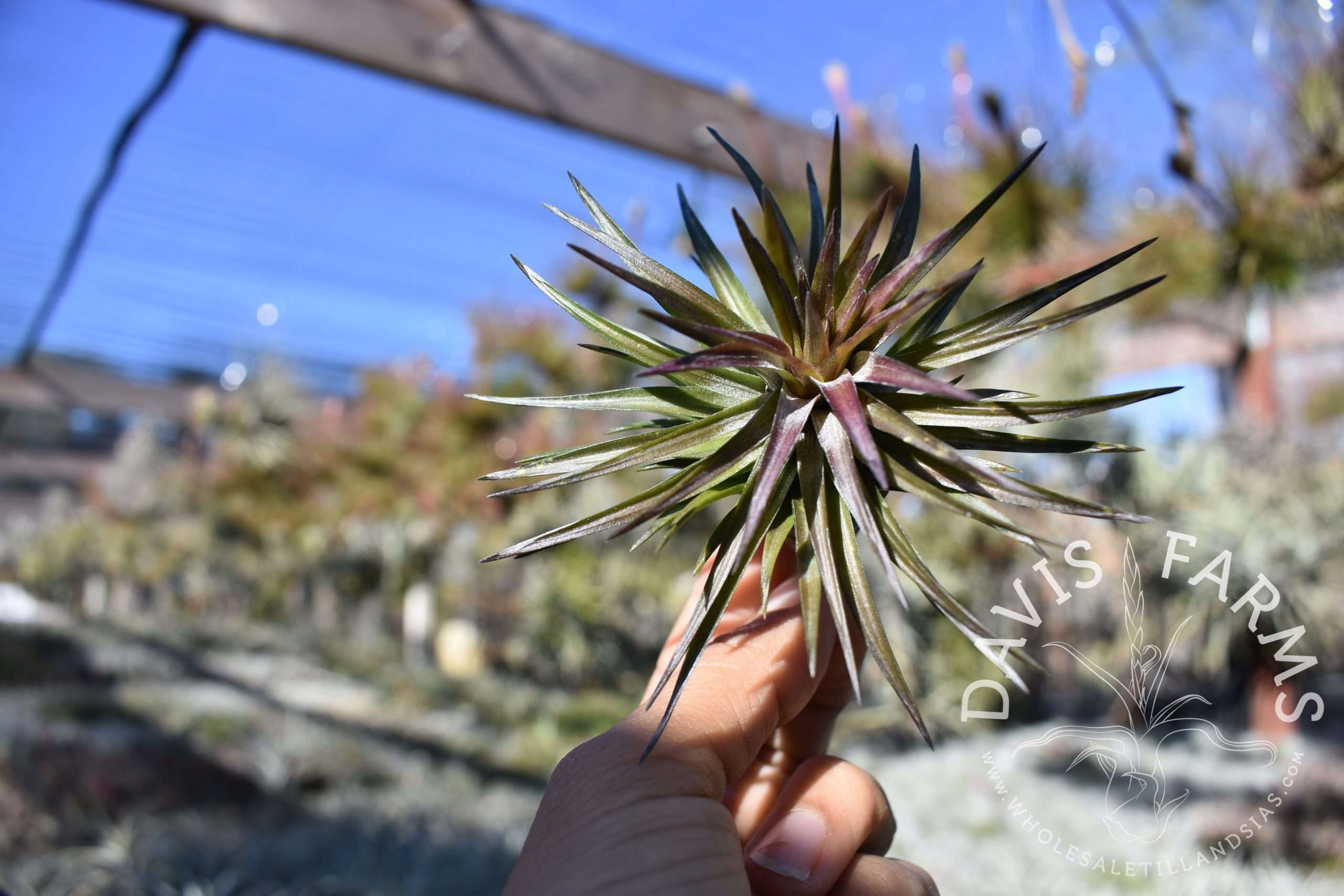 Tillandsia tenuifolia stiff hybrid