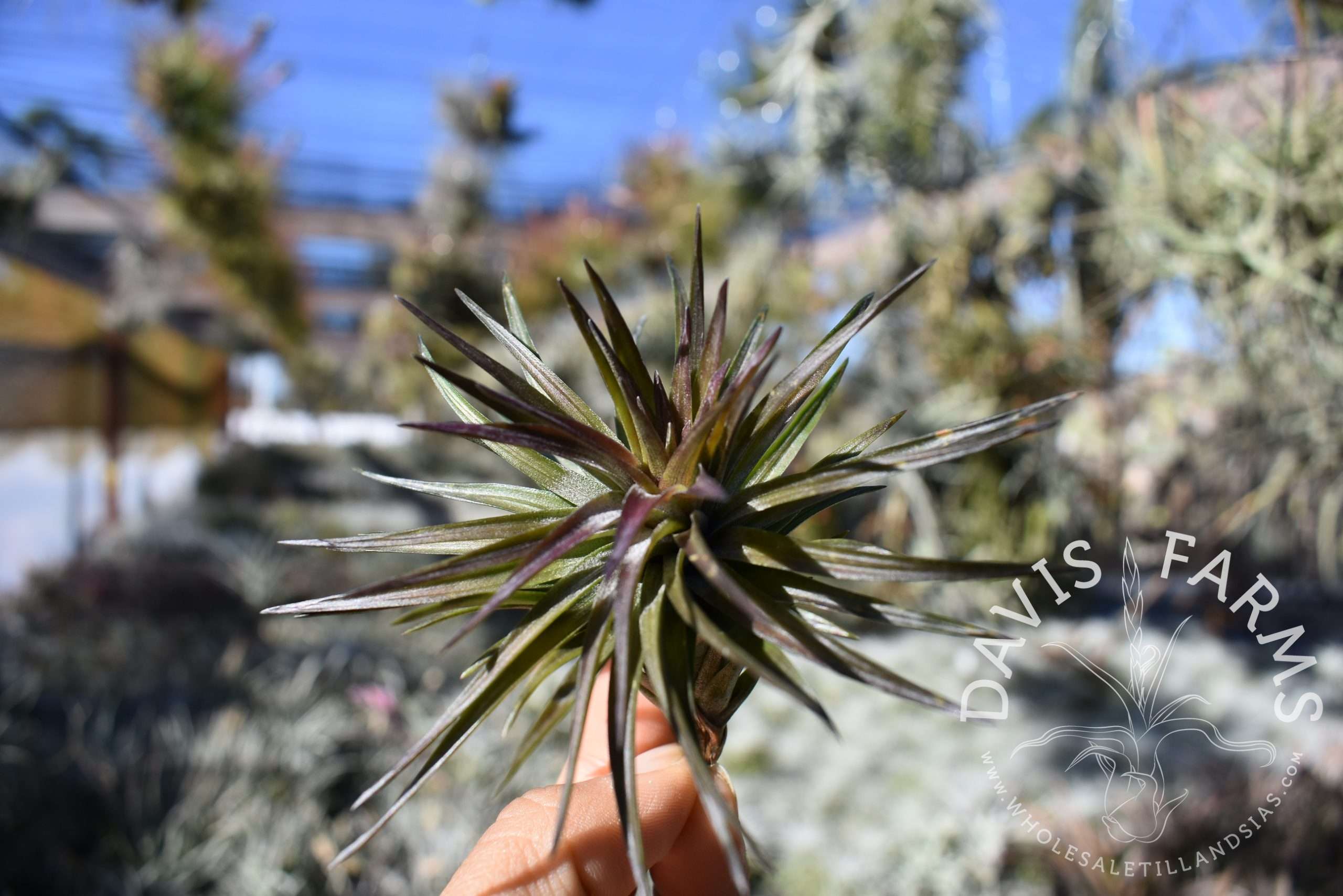 Tillandsia tenuifolia stiff hybrid