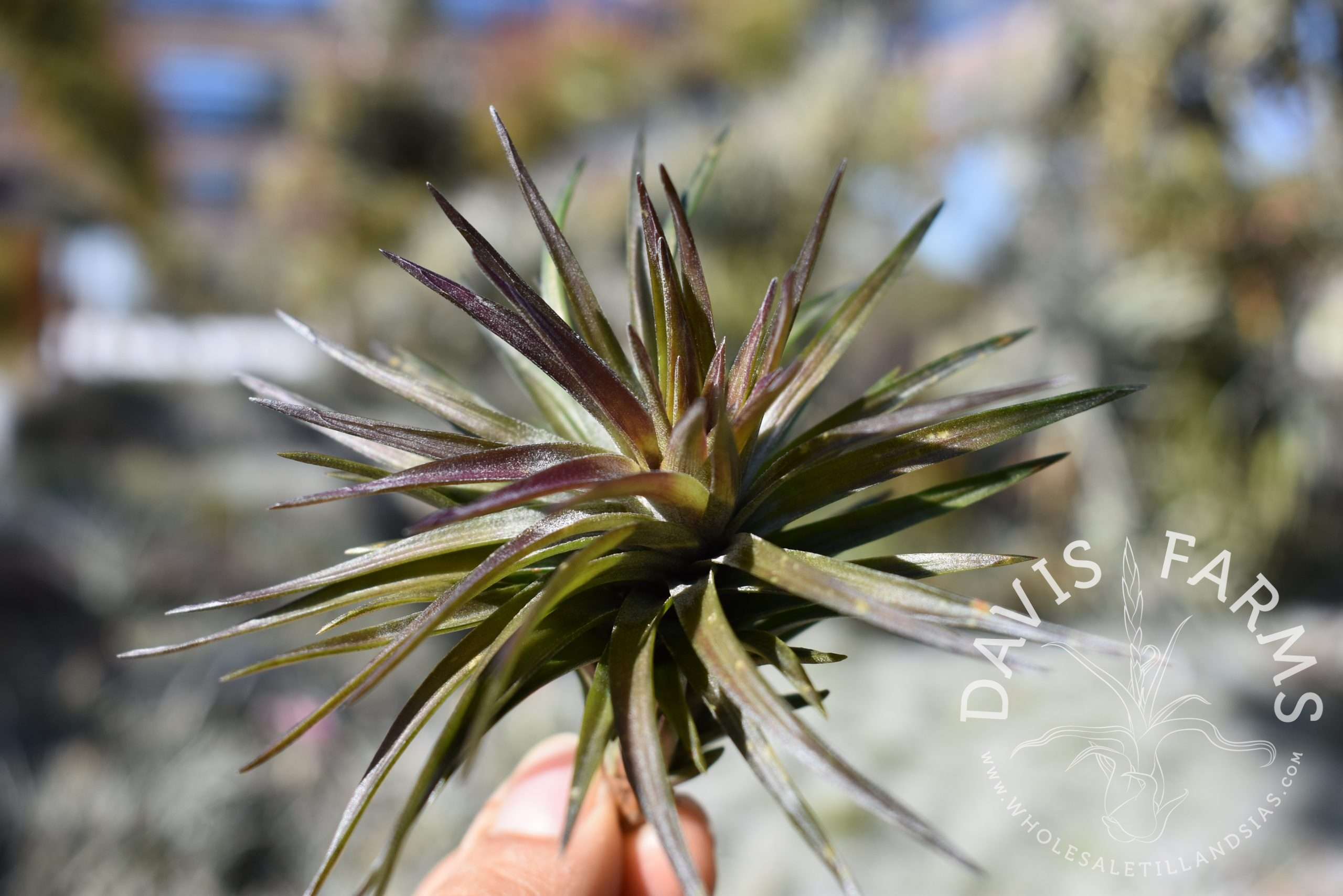 Tillandsia tenuifolia stiff hybrid