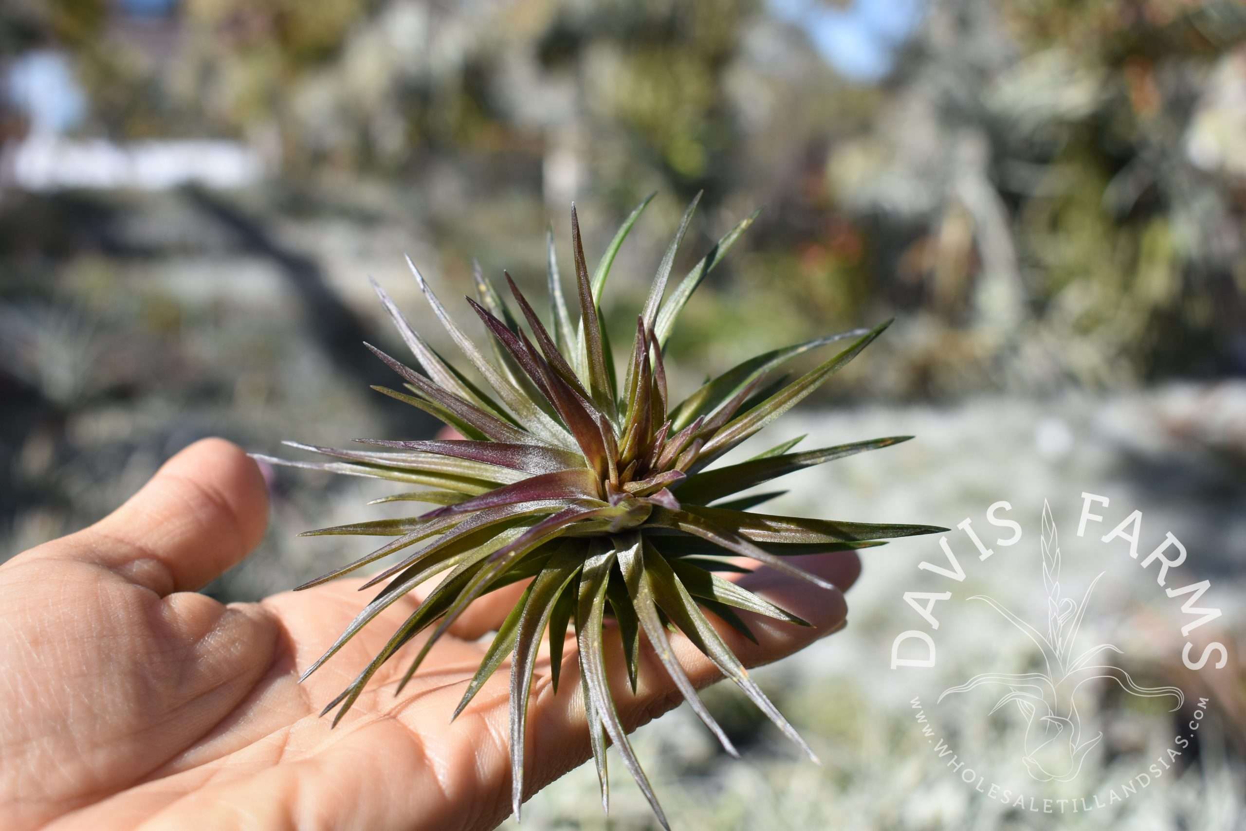Tillandsia tenuifolia stiff hybrid