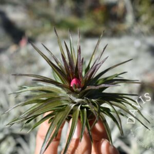 Tillandsia tenuifolia stiff hybrid