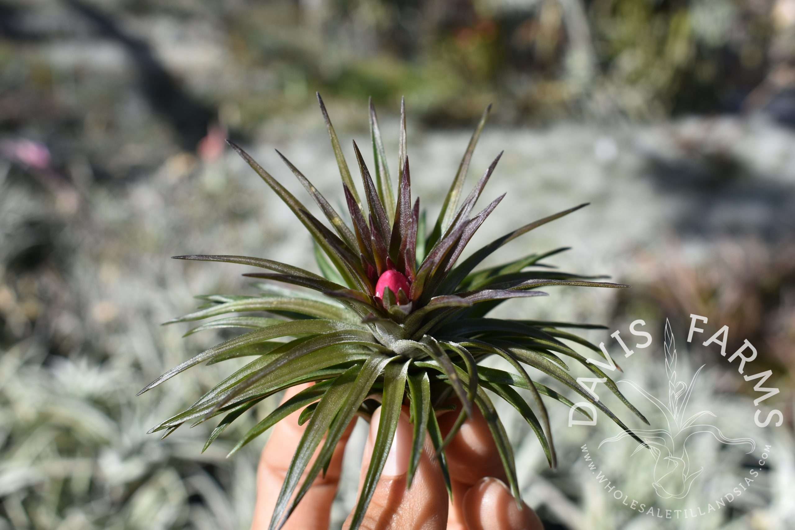 Tillandsia tenuifolia stiff hybrid