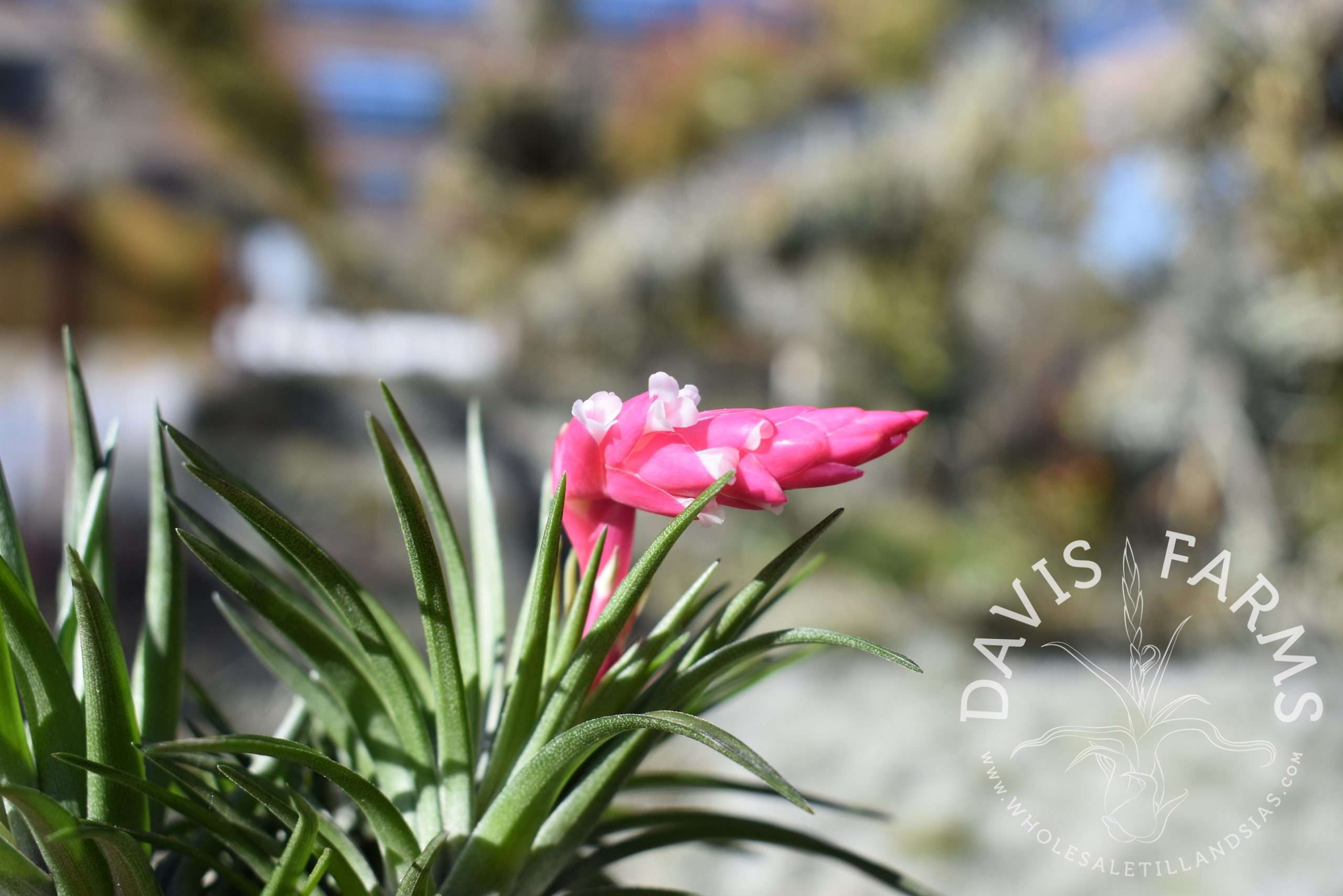 Tillandsia tenuifolia stiff hybrid