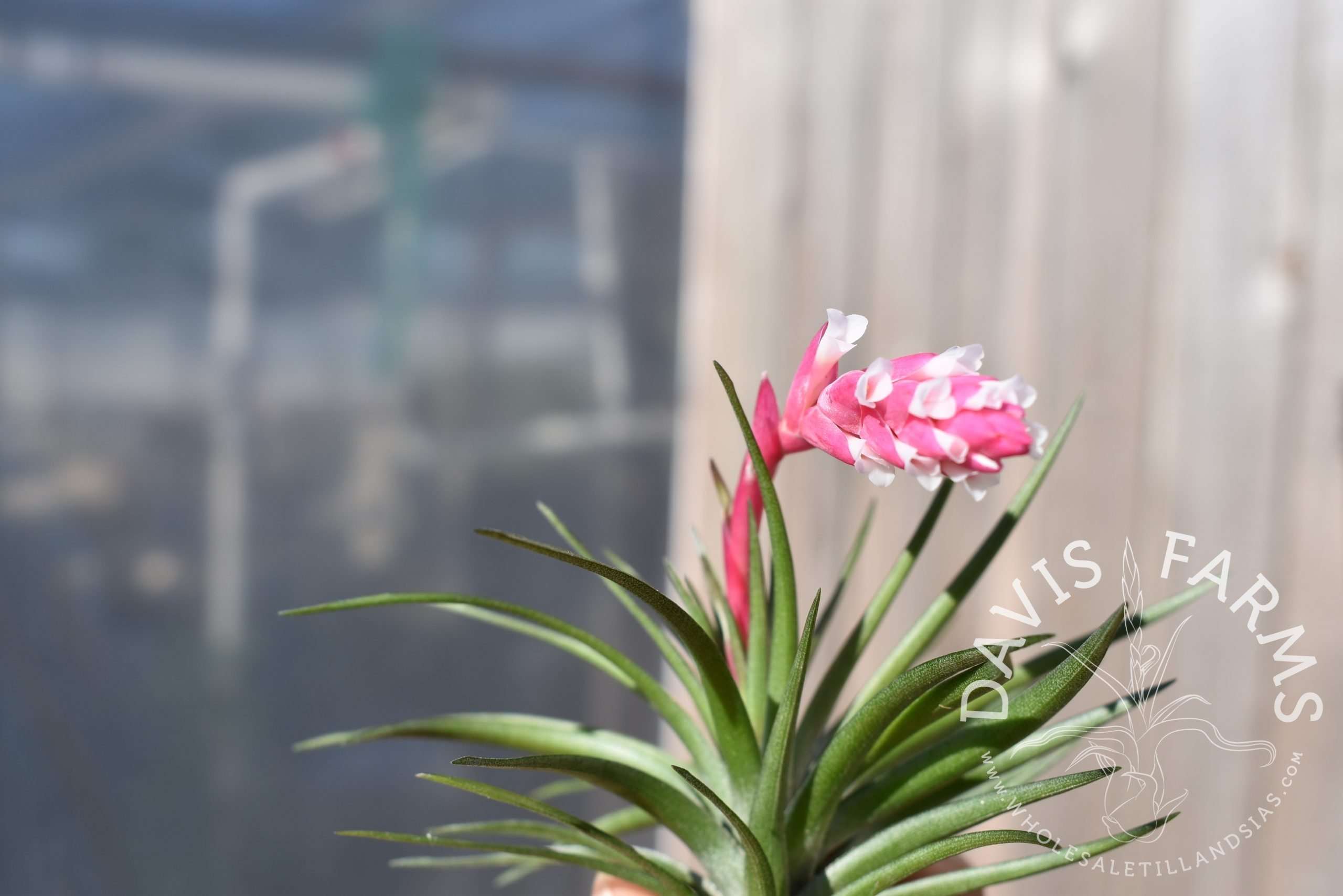 Tillandsia tenuifolia stiff hybrid