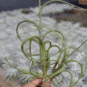 Tillandsia intermedia