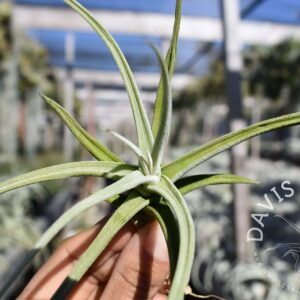 Tillandsia glabrior