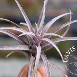 Tillandsia capitata 'Dominican Republic'