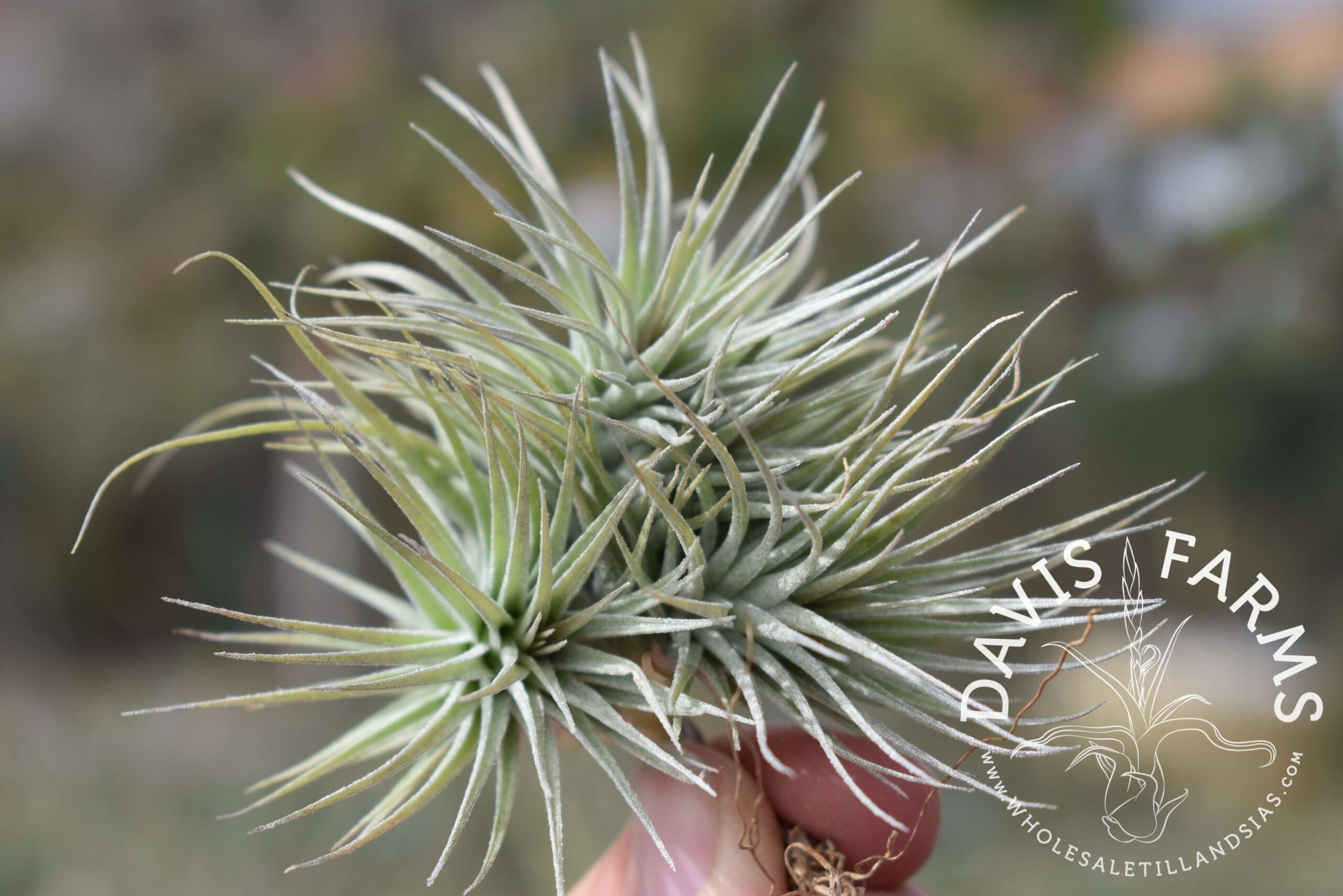 Tillandsia Houston dwarf form