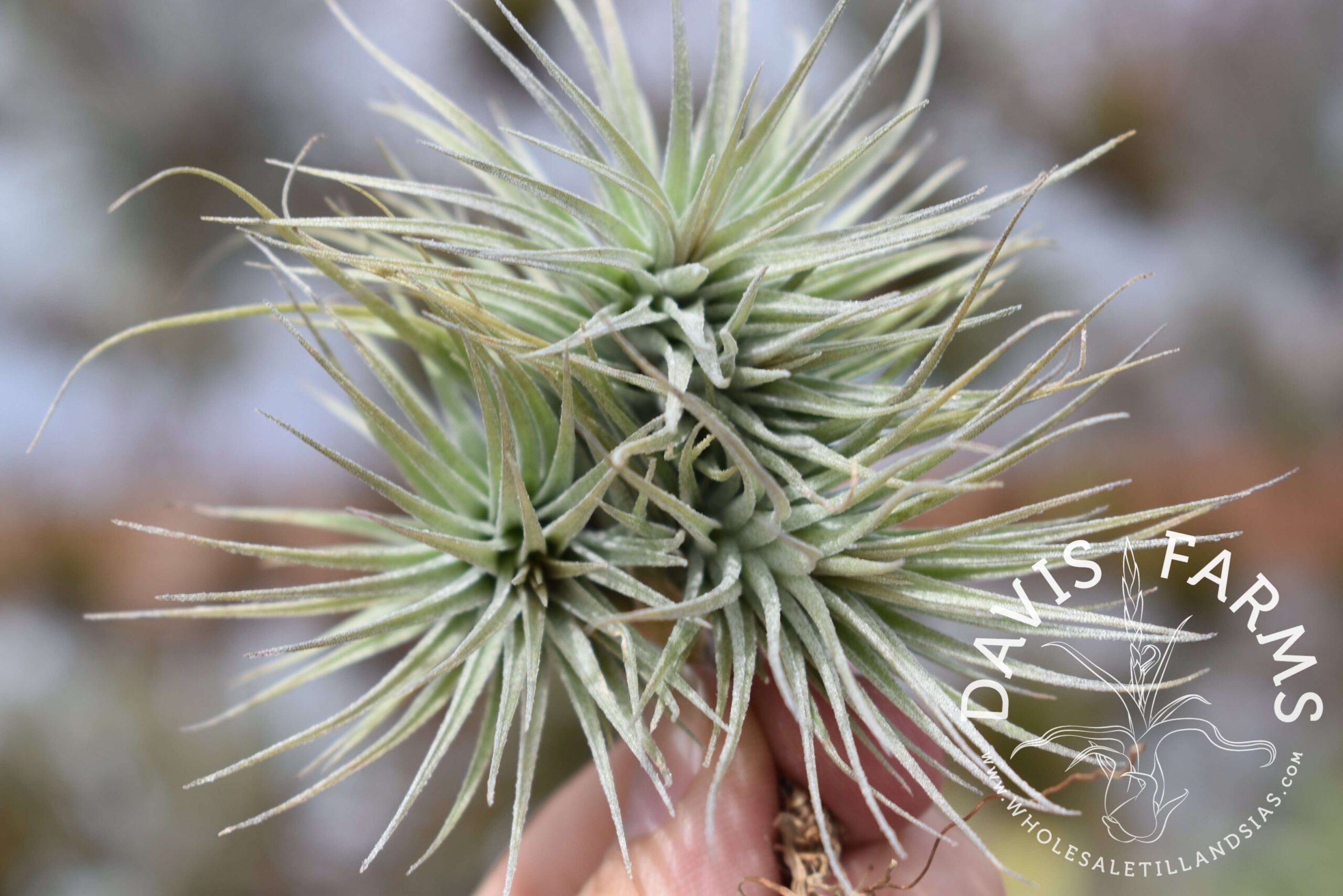 Tillandsia Houston dwarf form