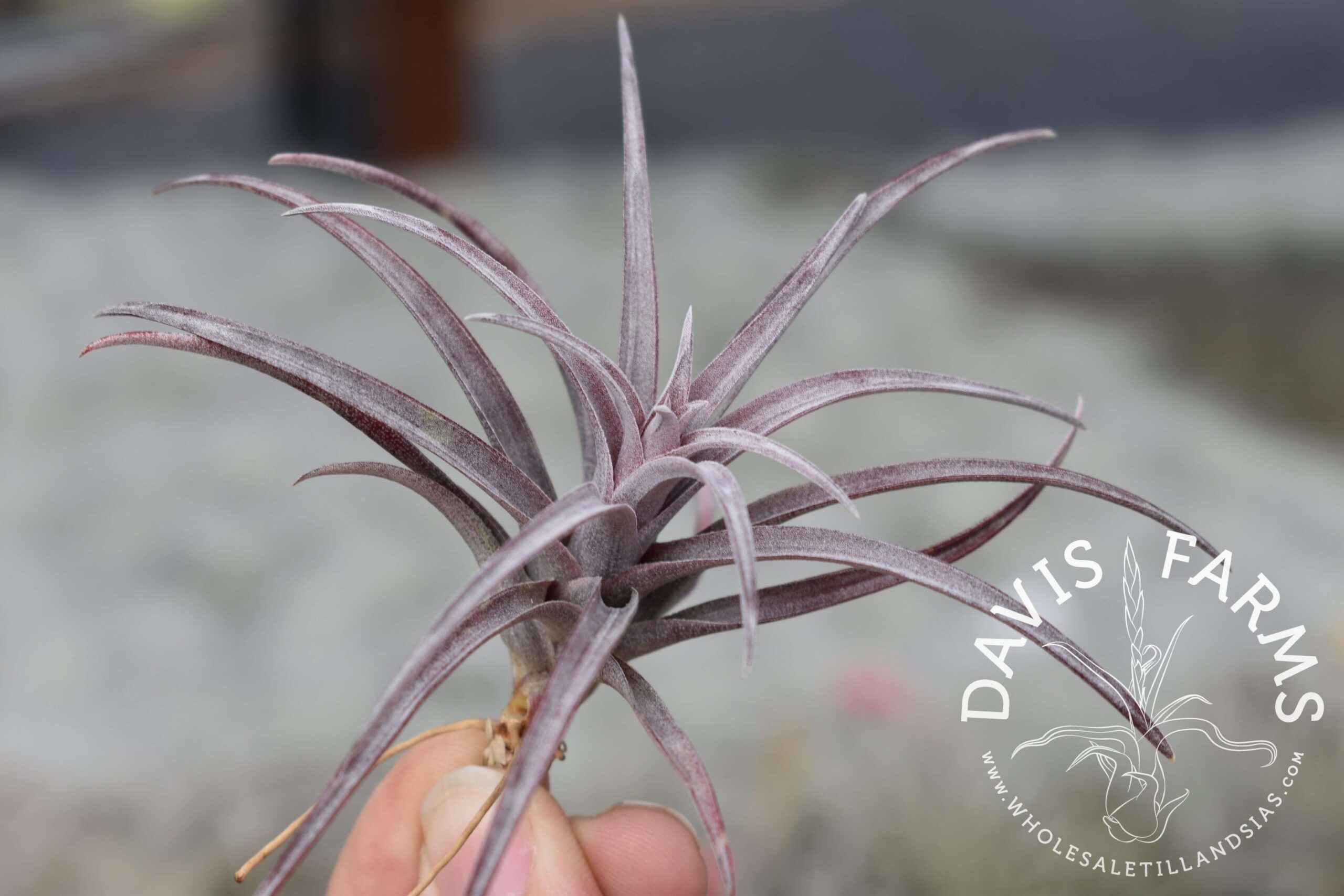 Tillandsia capitata 'Dominican Republic'