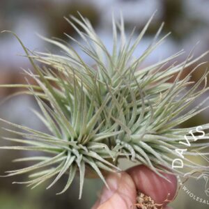 Tillandsia Houston dwarf form