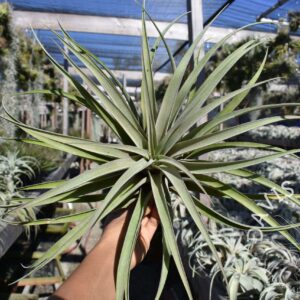 Tillandsia riohondoensis