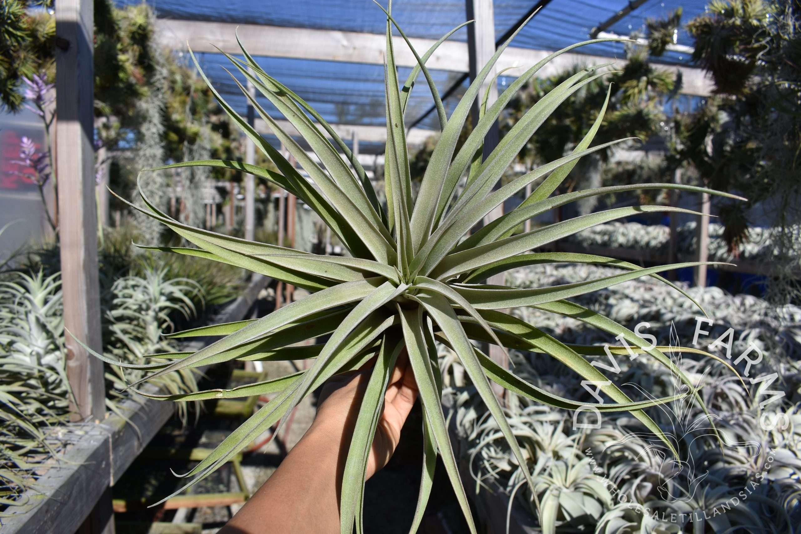 Tillandsia riohondoensis