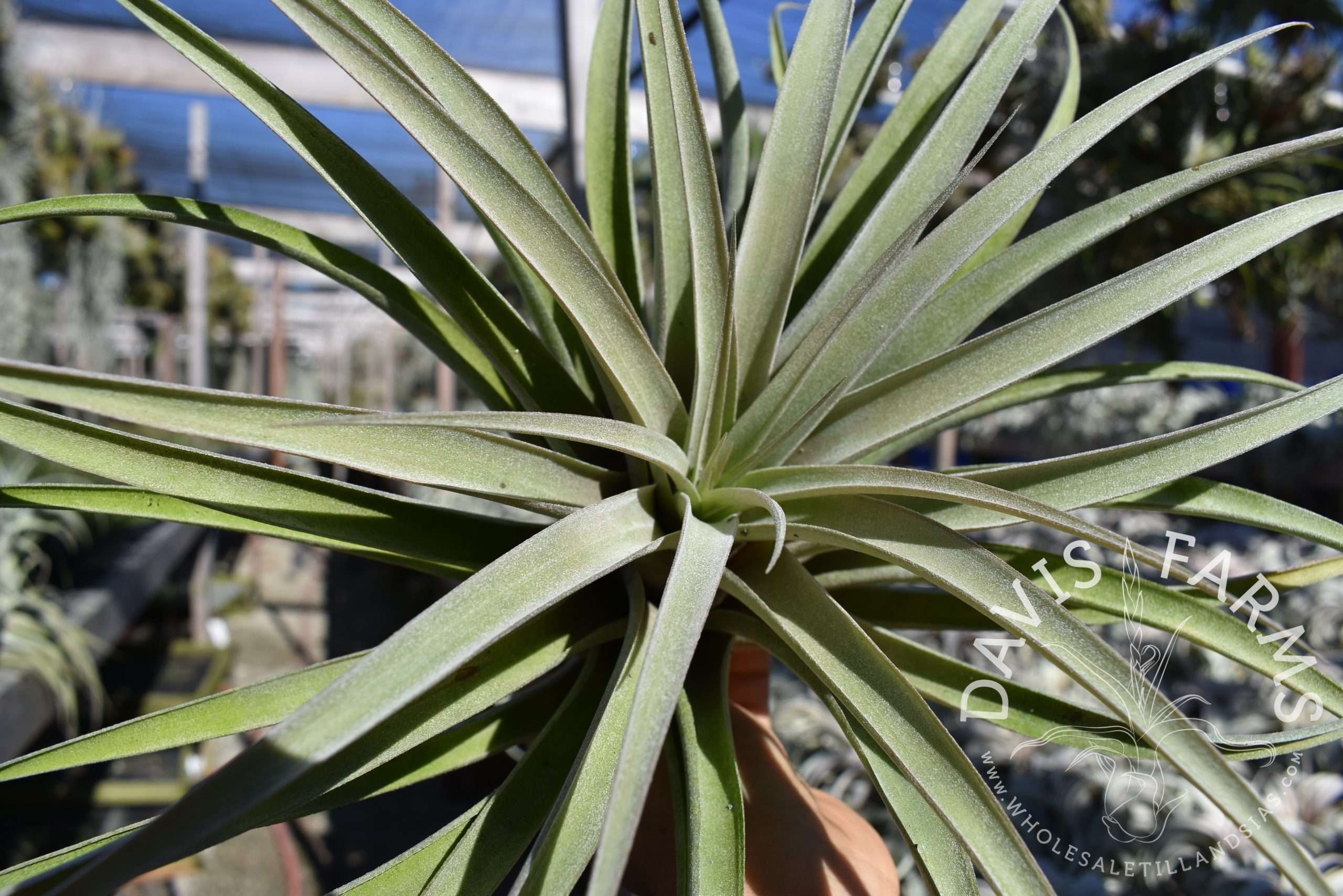 Tillandsia riohondoensis