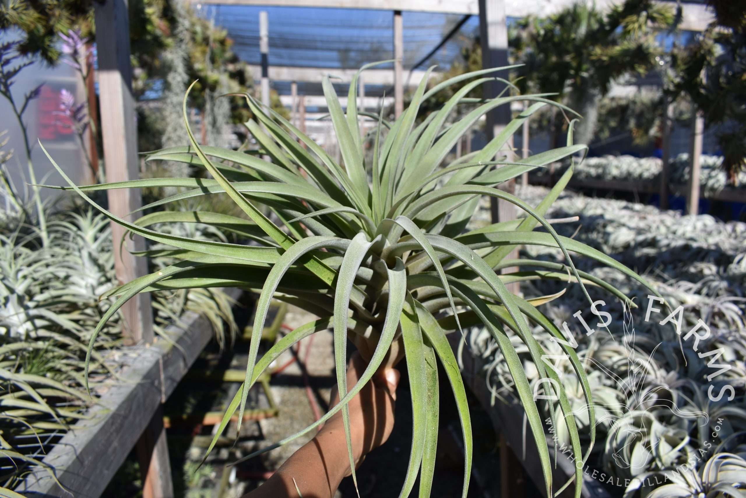 Tillandsia riohondoensis