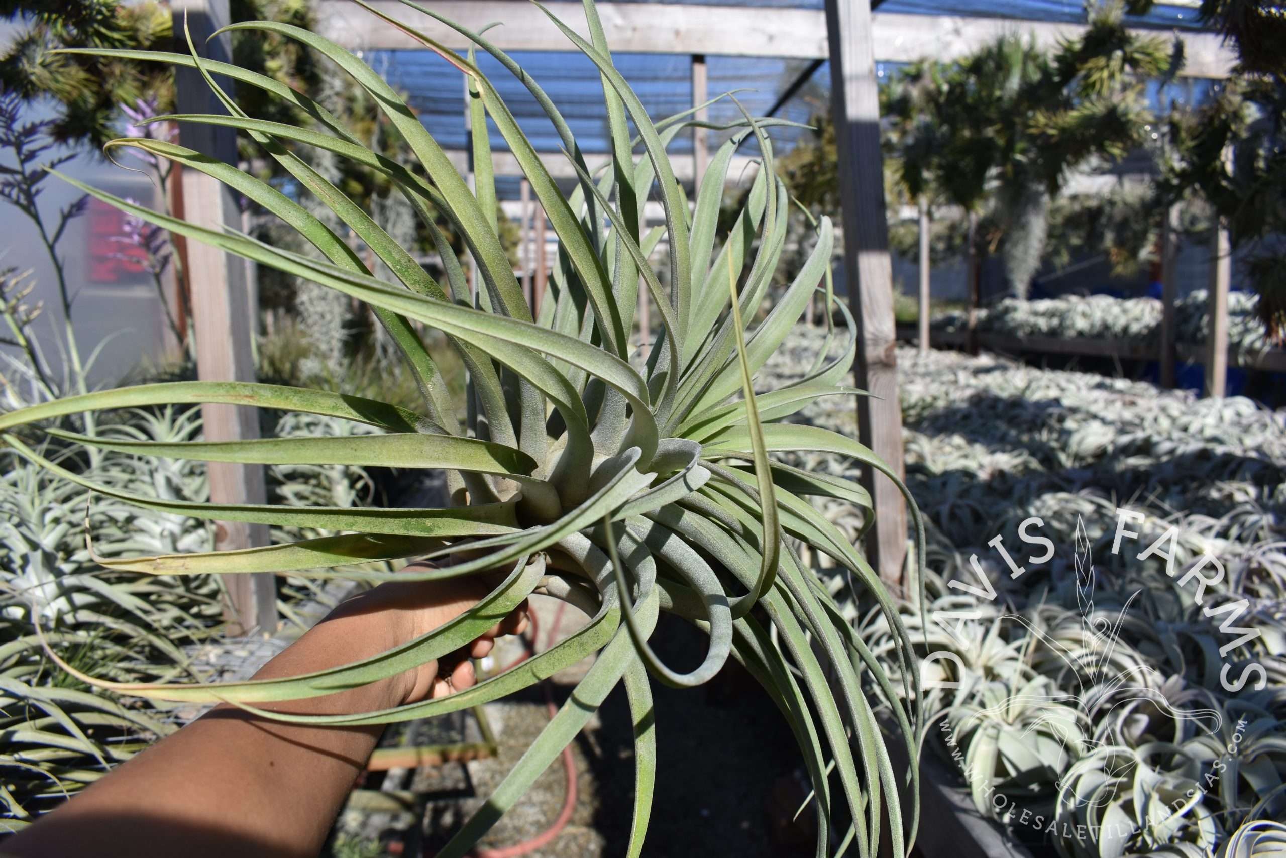 Tillandsia riohondoensis