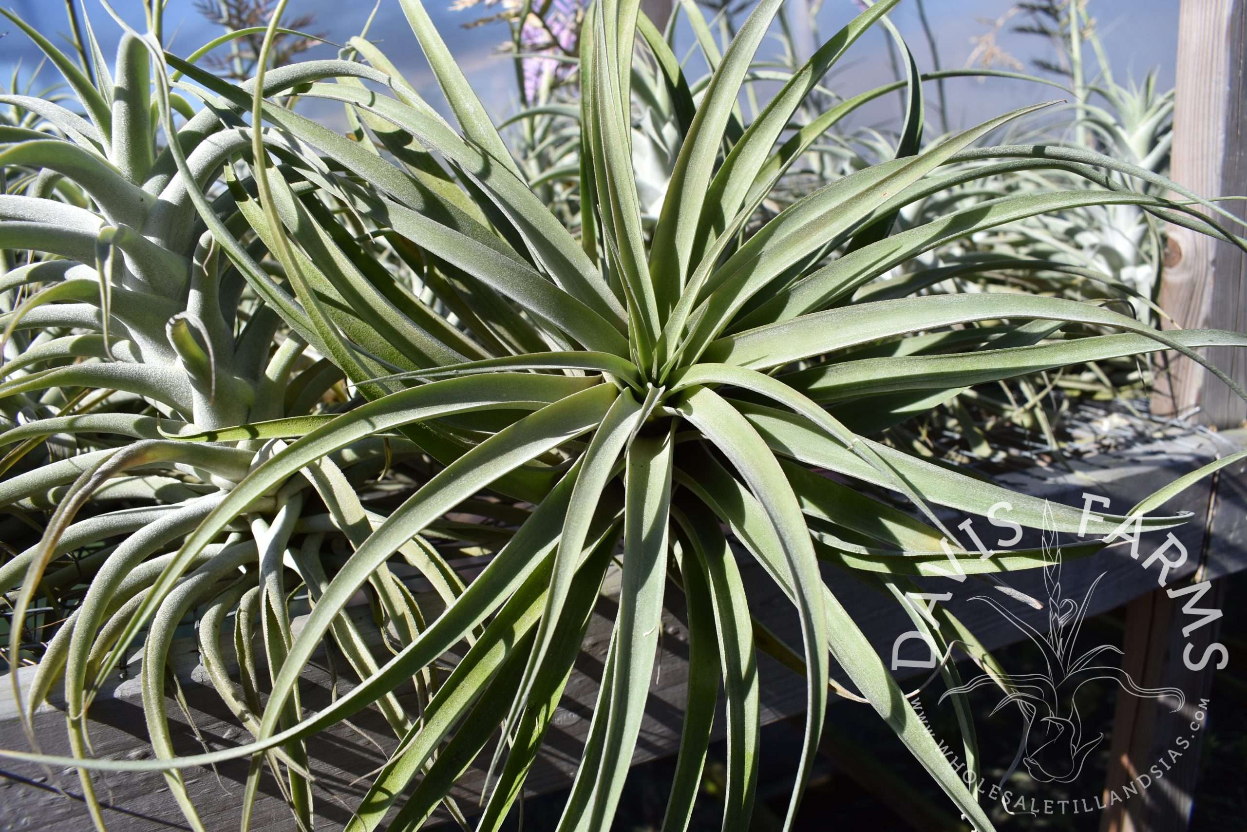 Tillandsia riohondoensis