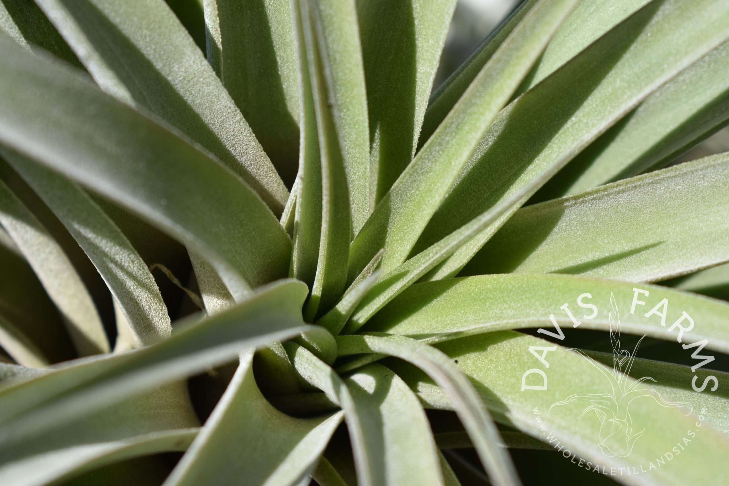 Tillandsia riohondoensis