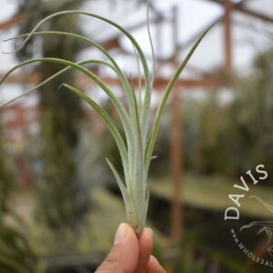 Tillandsia lorentziana