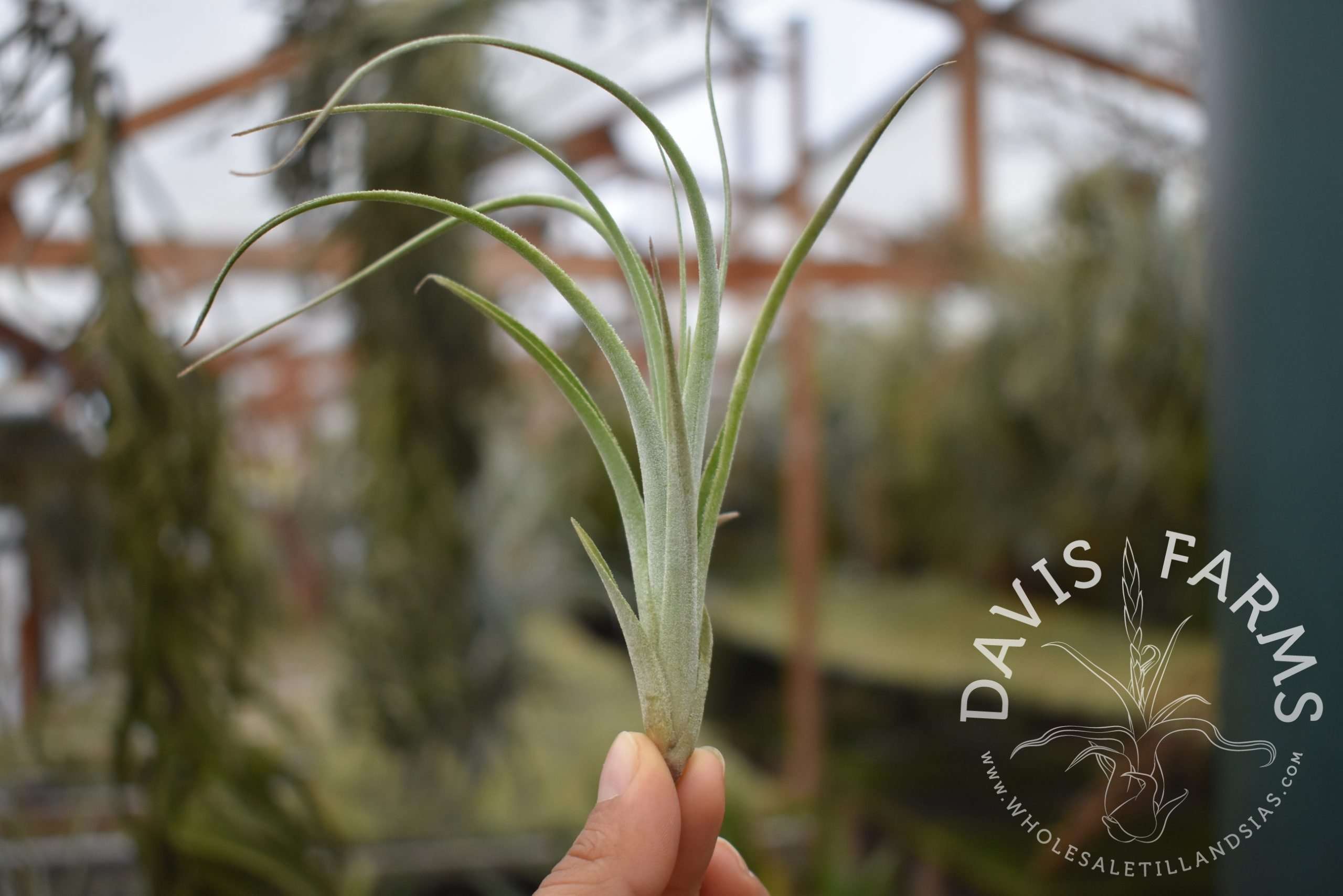 Tillandsia lorentziana