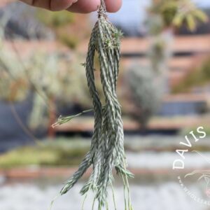 Tillandsia bryoides