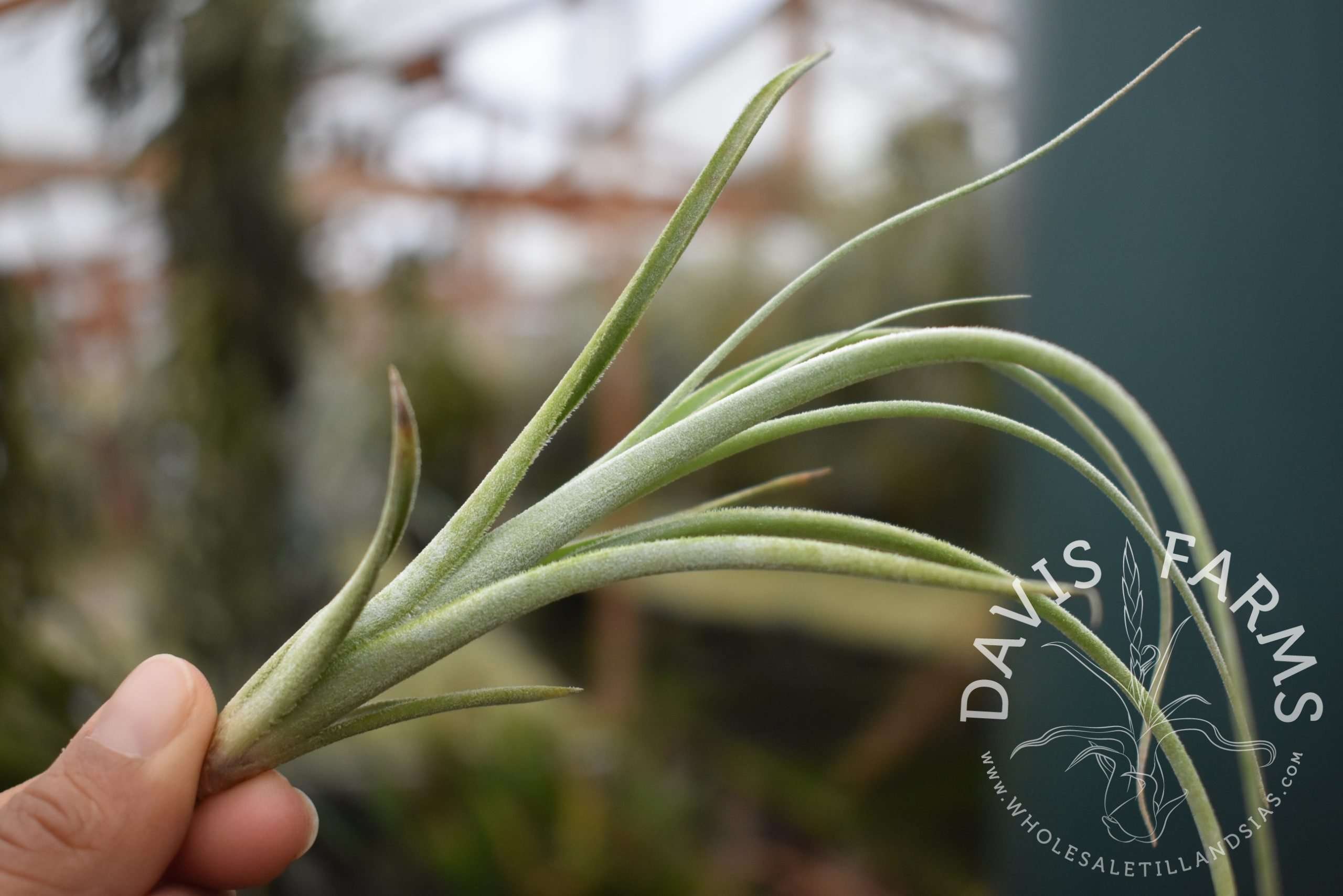 Tillandsia lorentziana