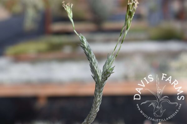 Tillandsia tricholepis closed form - Farm Trader
