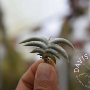 Tillandsia gilliesii